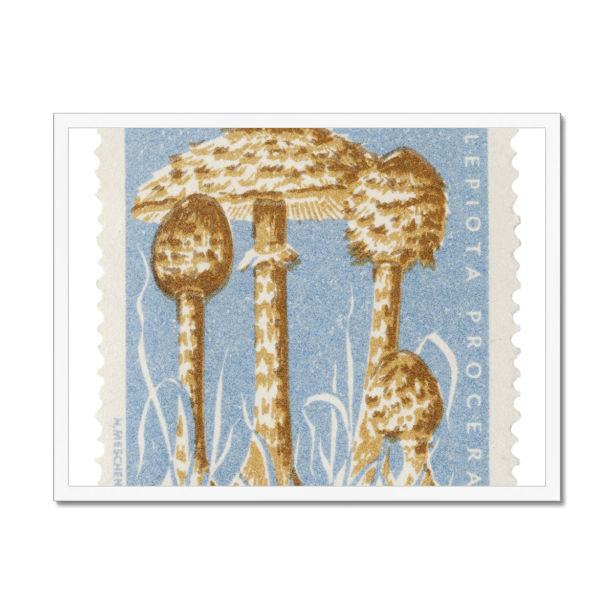 Romania Mushrooms Framed Print