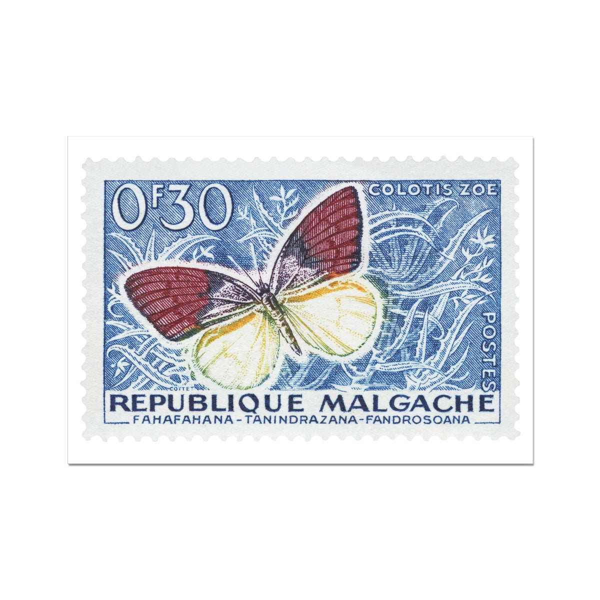 Malgache Colotis Zoe Fine Art Print