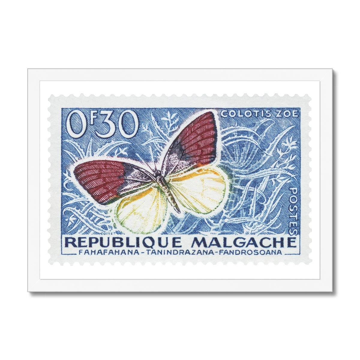 Malgache Colotis Zoe Framed Print