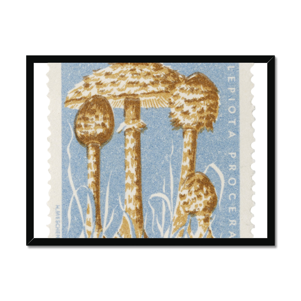 Romania Mushrooms Framed Print