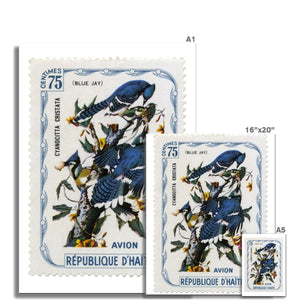 Haiti Audubon Jays Fine Art Print