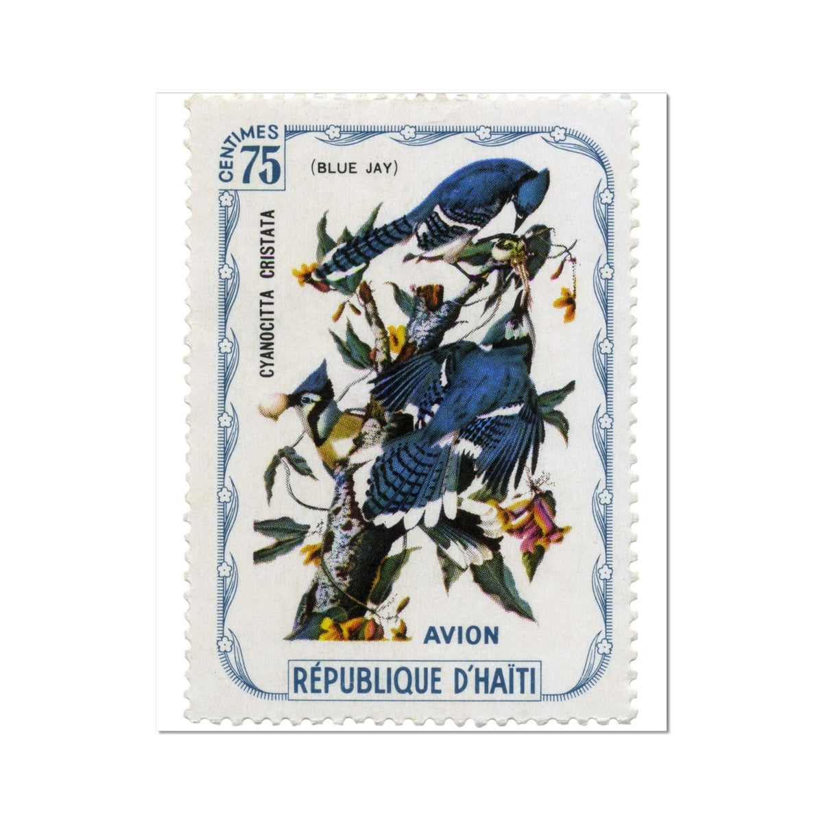 Haiti Audubon Jays Fine Art Print