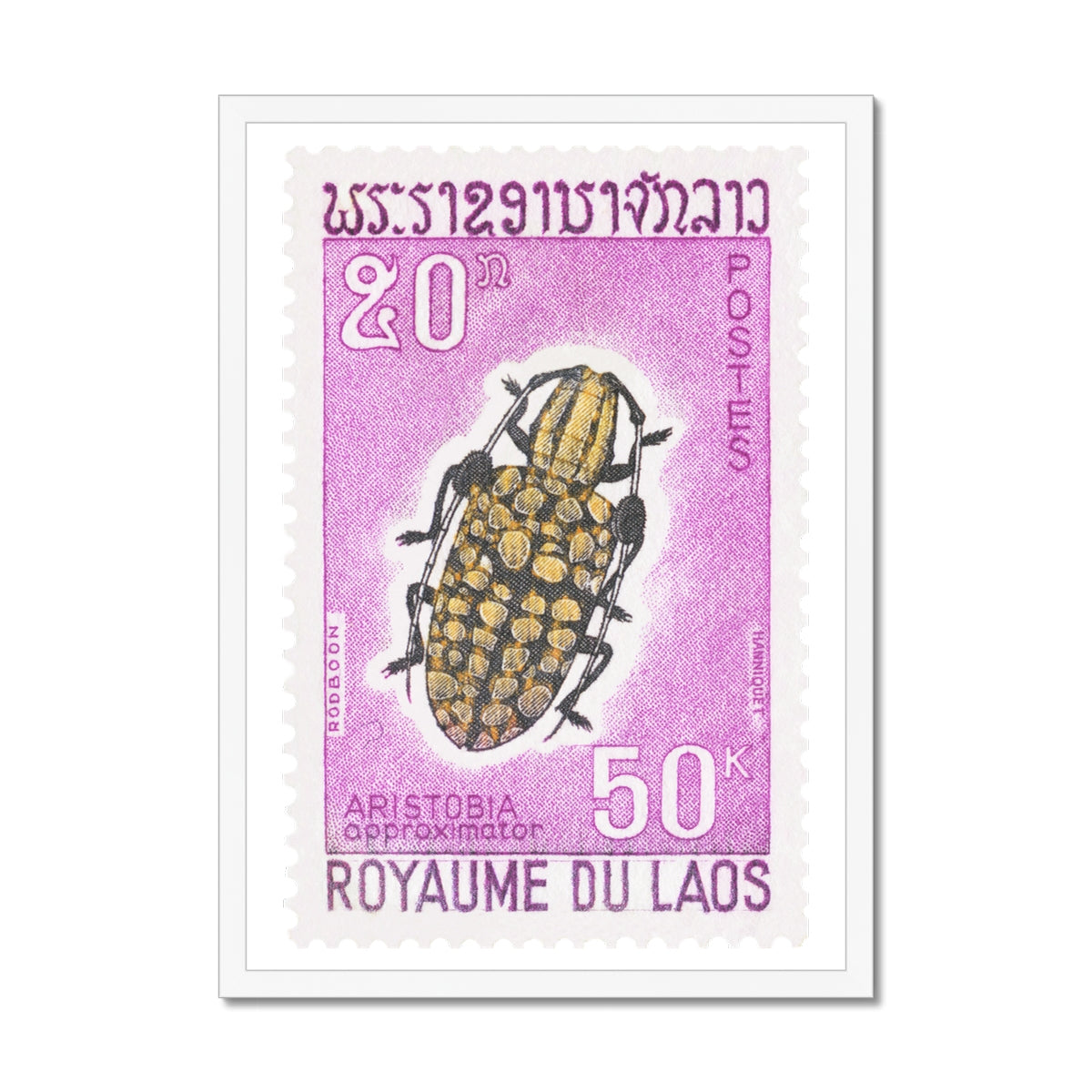 Laos Aristobia Beetle Framed Print