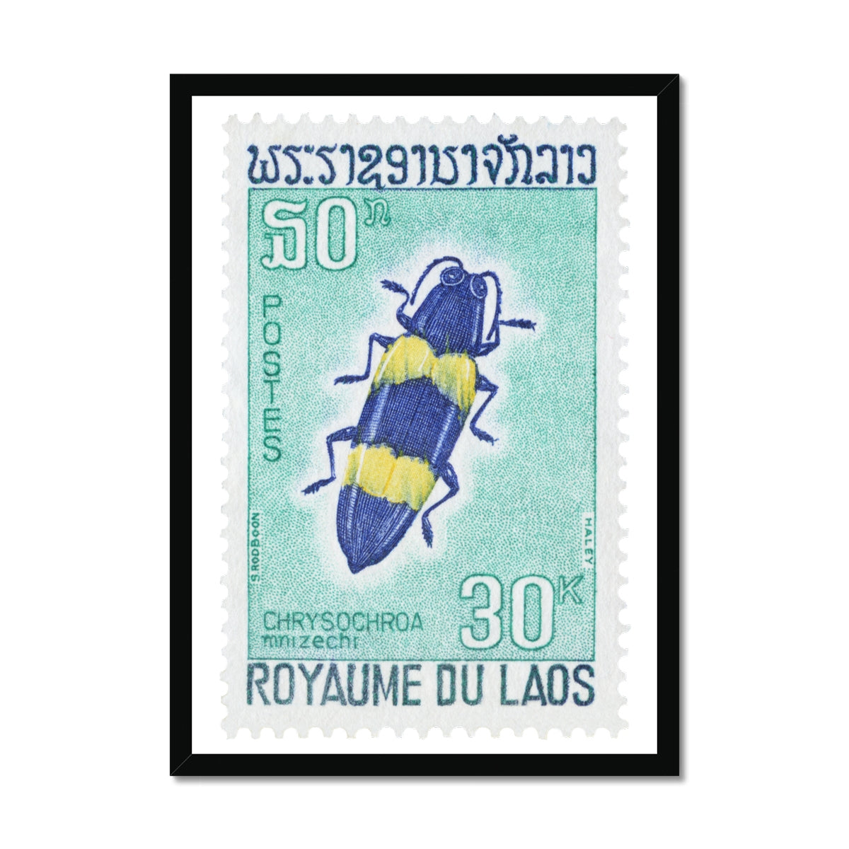 Laos Chrisochroa Beetle Framed Print