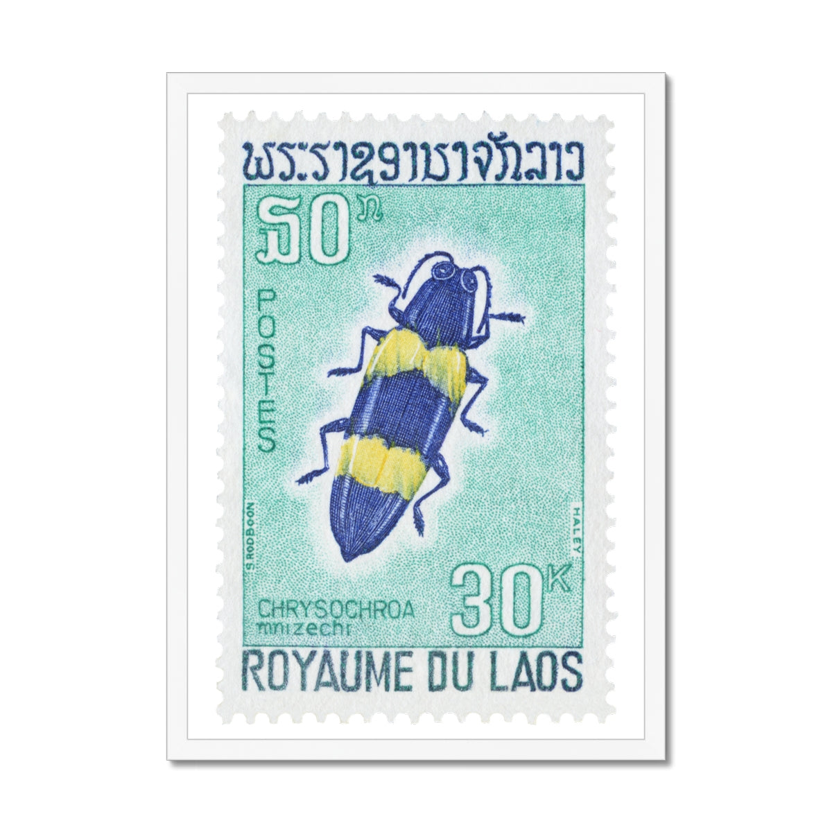 Laos Chrisochroa Beetle Framed Print