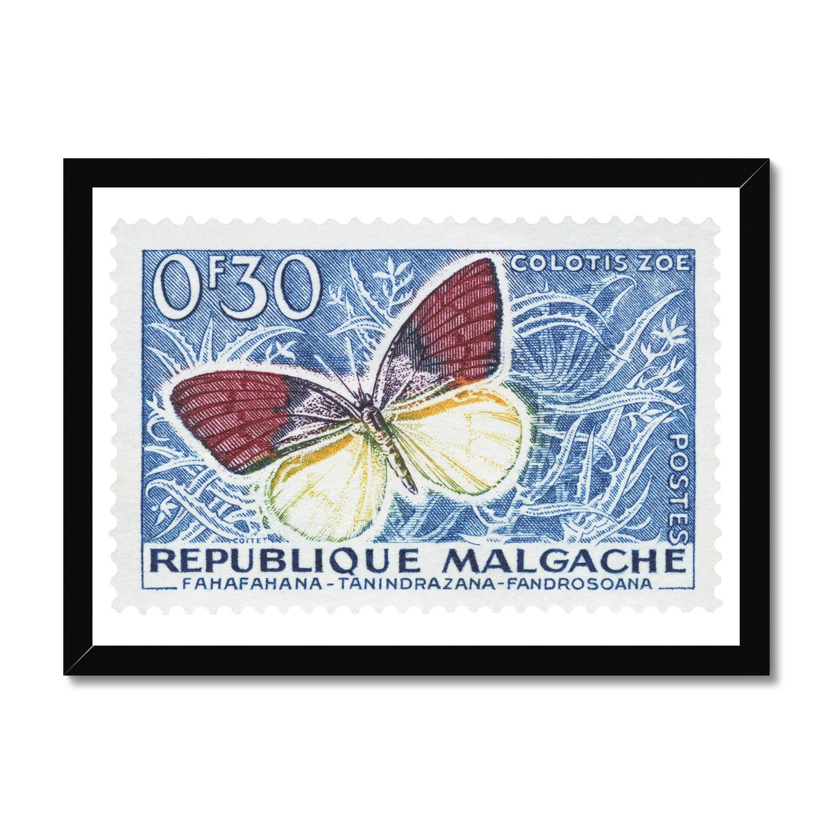 Malgache Colotis Zoe Framed Print