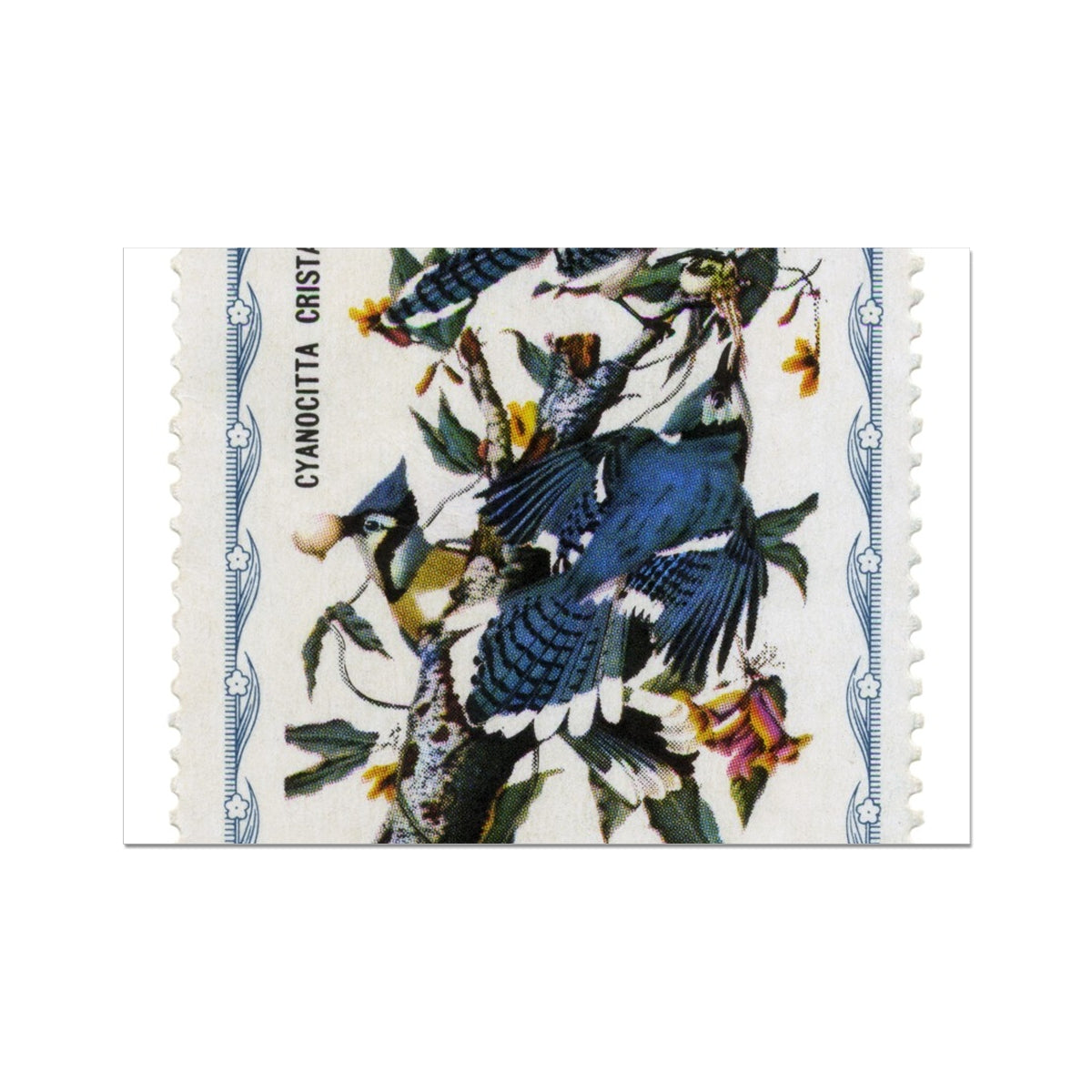 Haiti Audubon Jays Fine Art Print