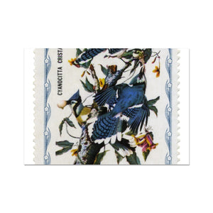 Haiti Audubon Jays Fine Art Print