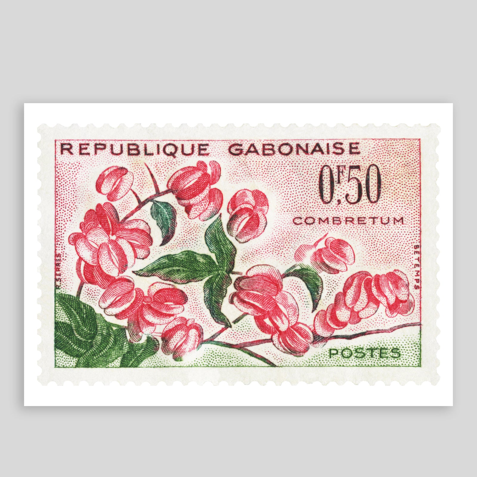 Gabon Combretum Flowers Fine Art Print