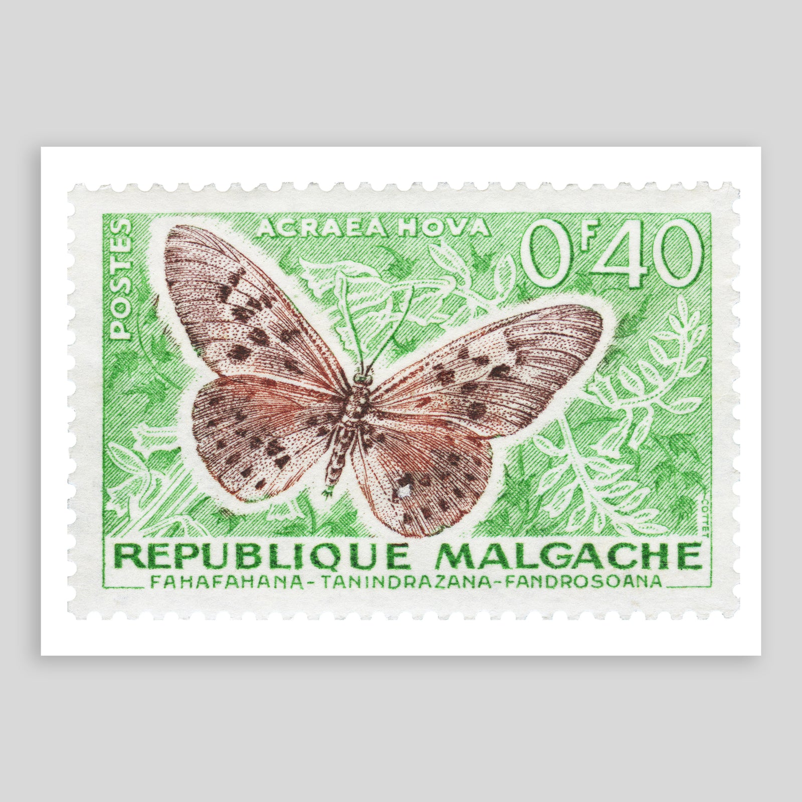 Malagache Acraea Nova Butterfly Fine Art Print