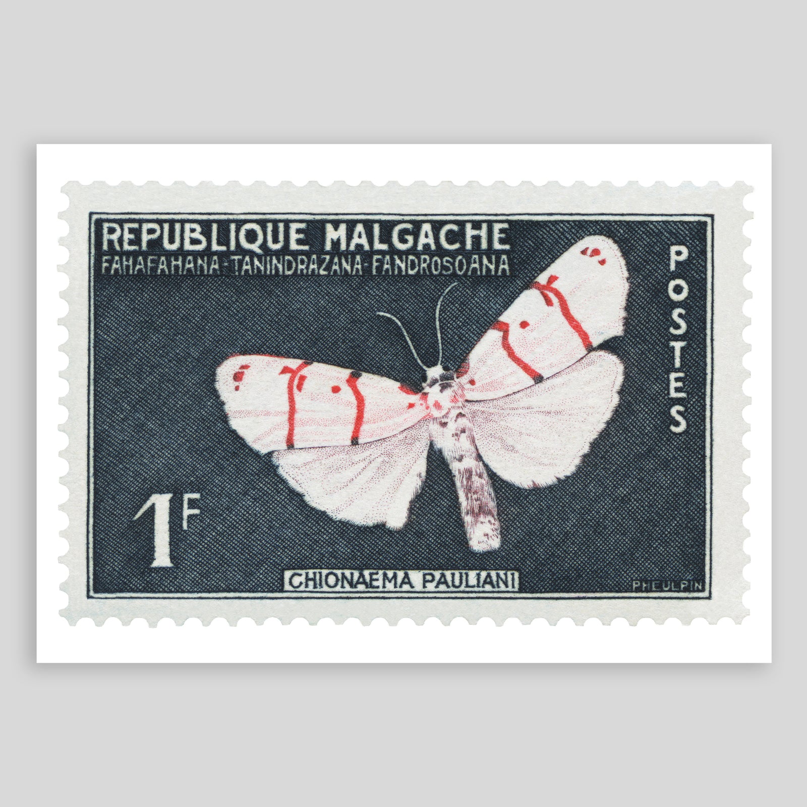 Malagache Chionaema Pauliani Butterfly Fine Art Print