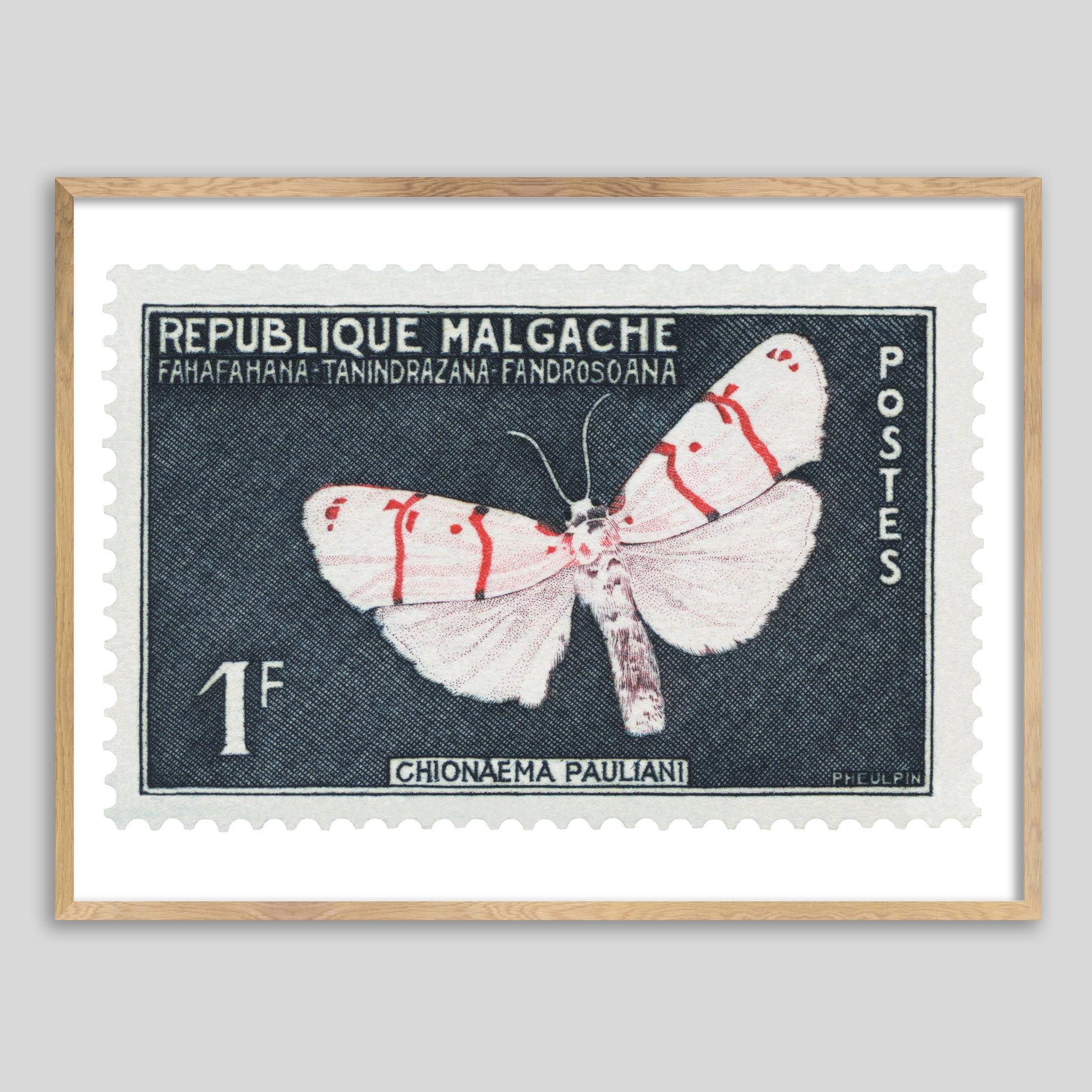 Malagache Chionaema Pauliani Butterfly Framed Print