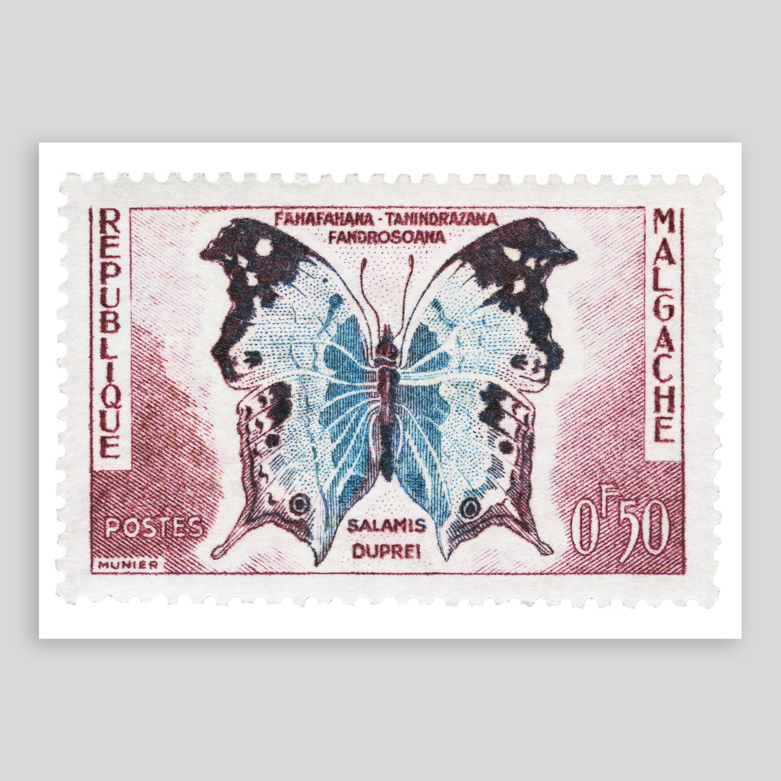 Malagache Salamis Dupres Butterfly Fine Art Print