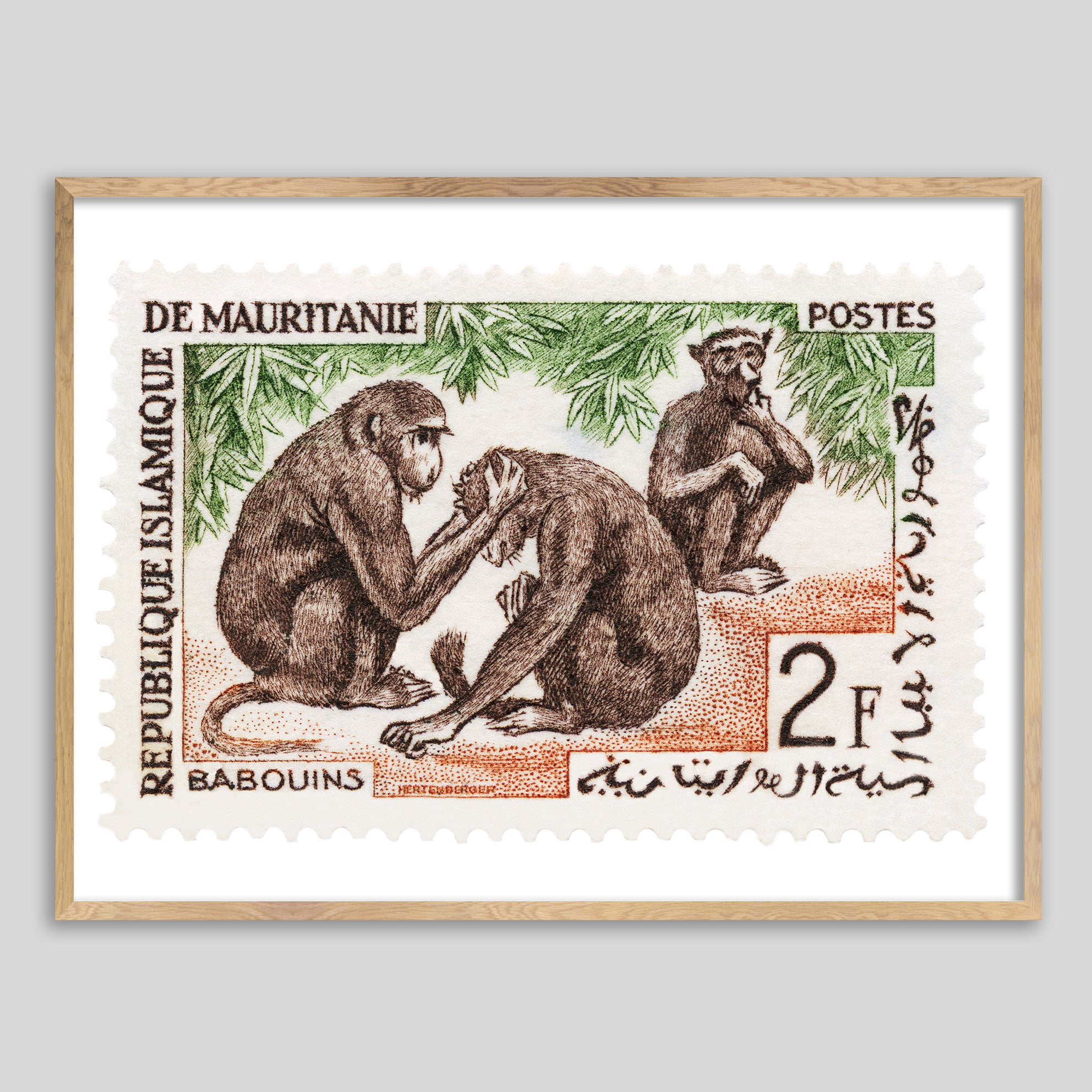 Mauritania Baboons Framed Print