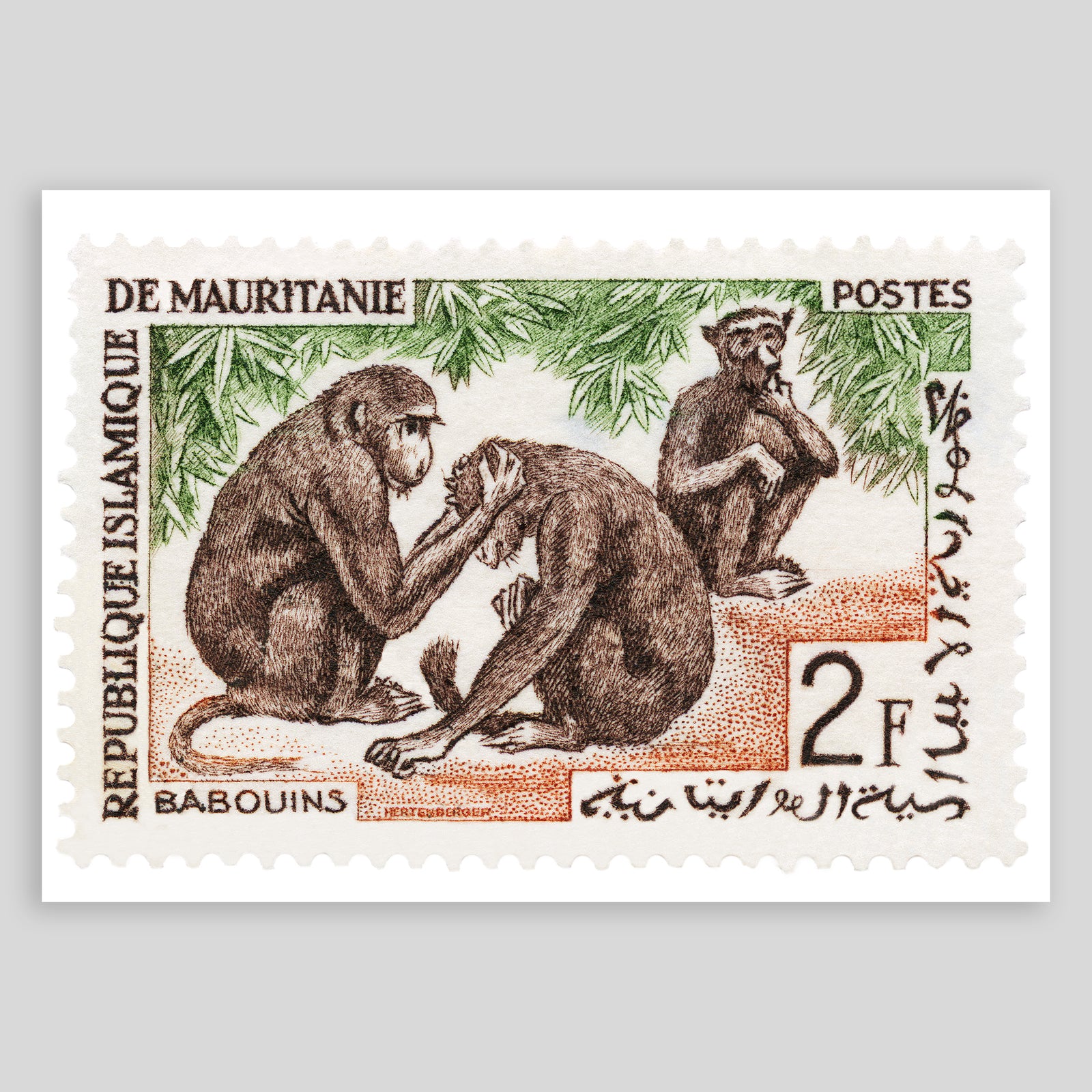 Mauritania Baboons Fine Art Print