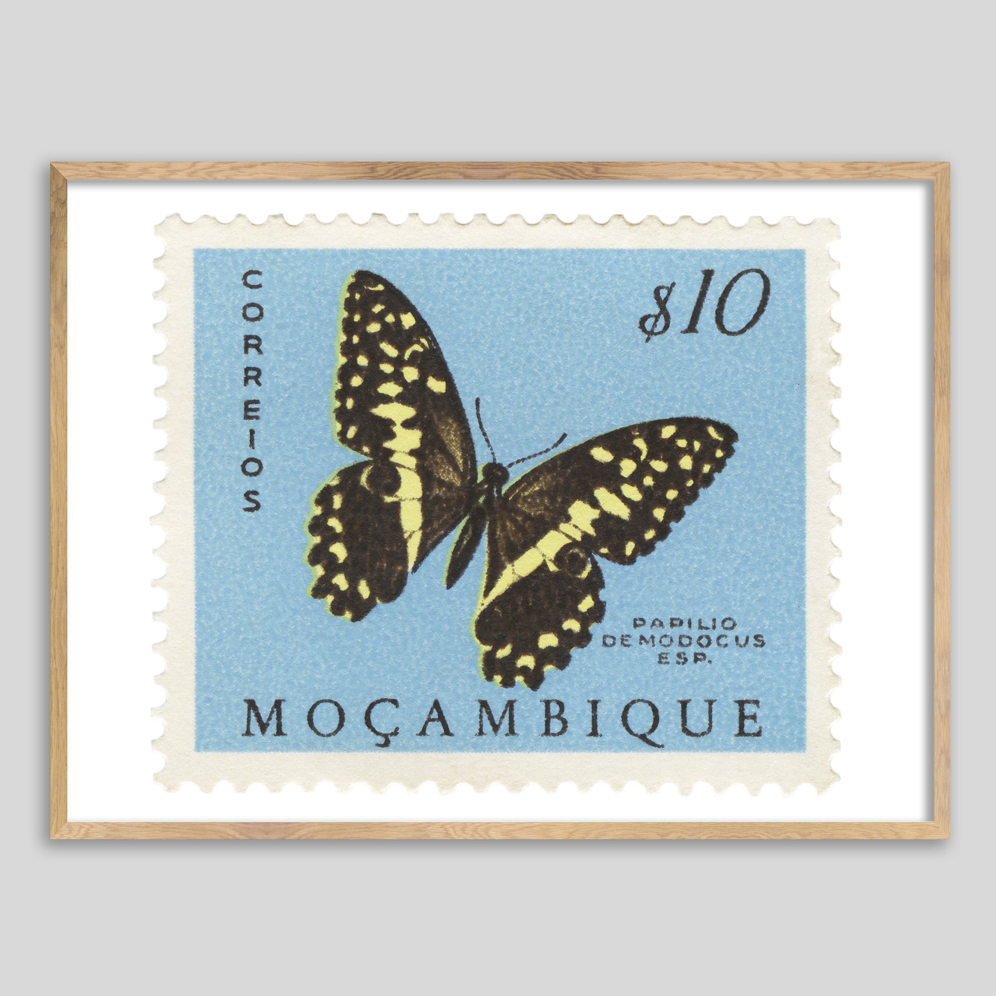 Mocambique Papilio Demodocus Butterfly Framed Print