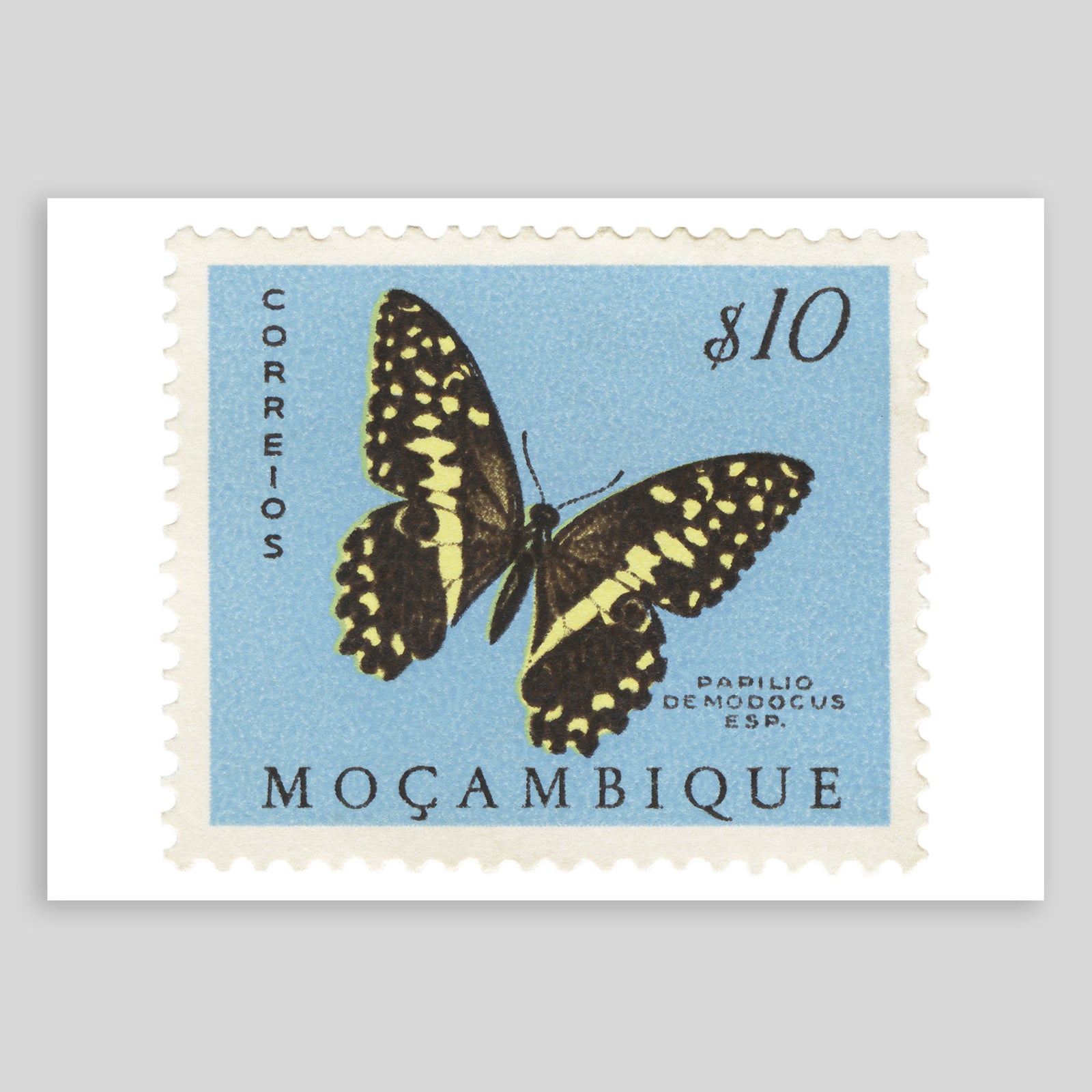 Mocambique Papilio Demodocus Butterfly Fine Art Print