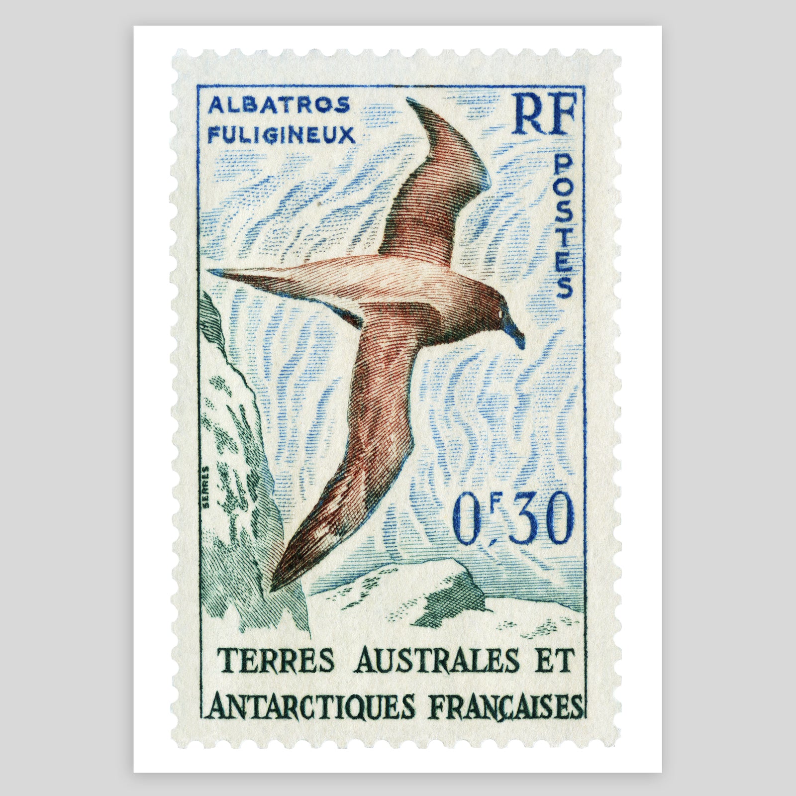 TAA Albatros Fine Art Print