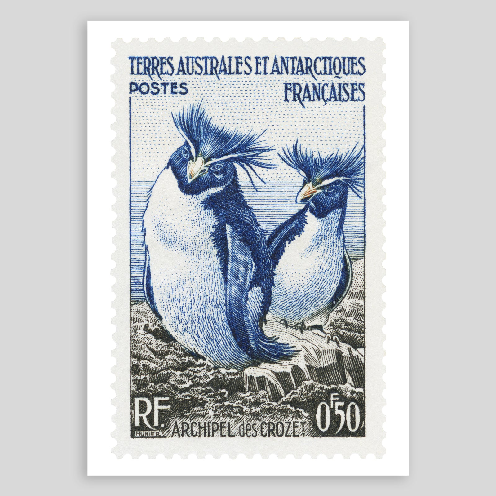 TAAF Penguins Fine Art Print