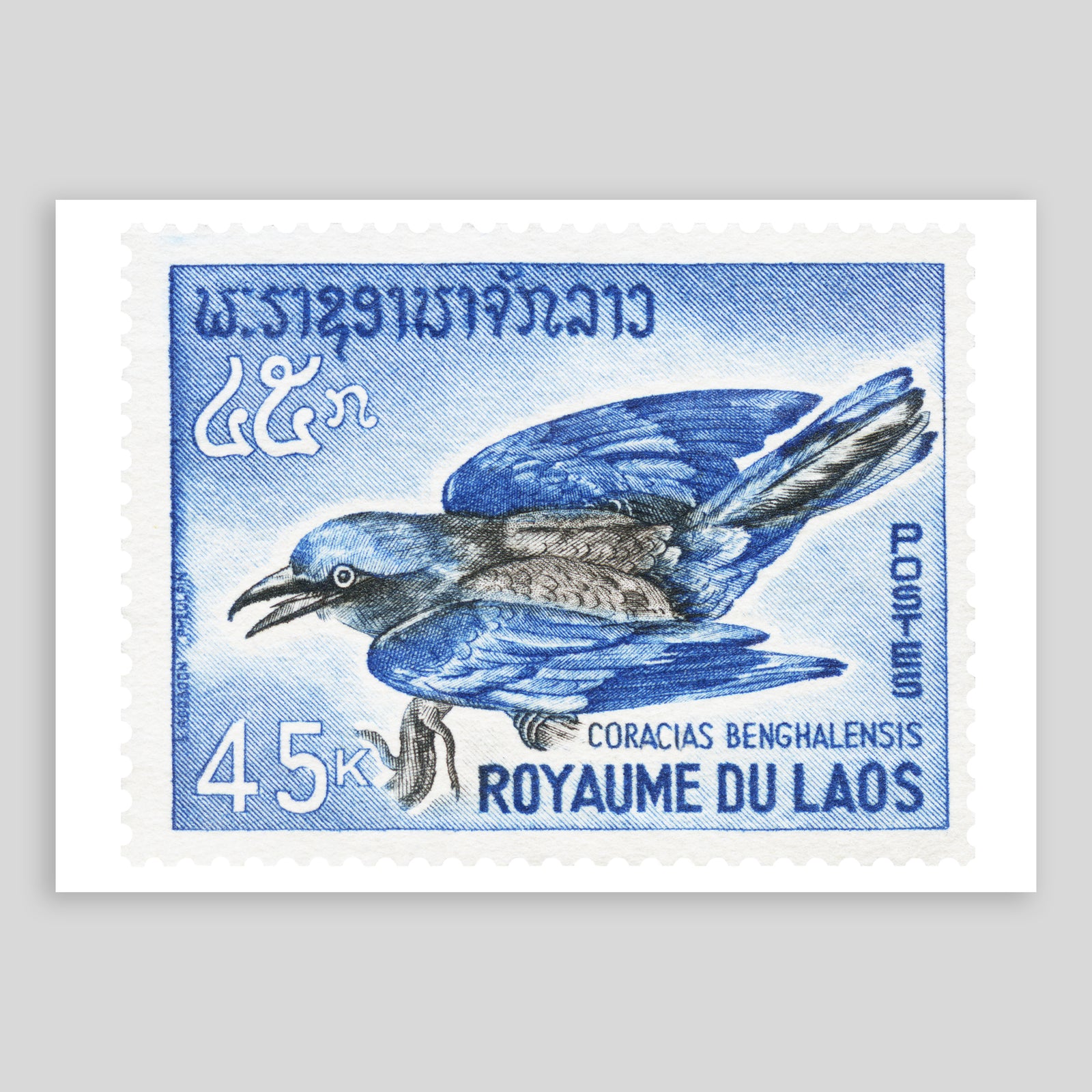 Laos Blue Bird Fine Art Print