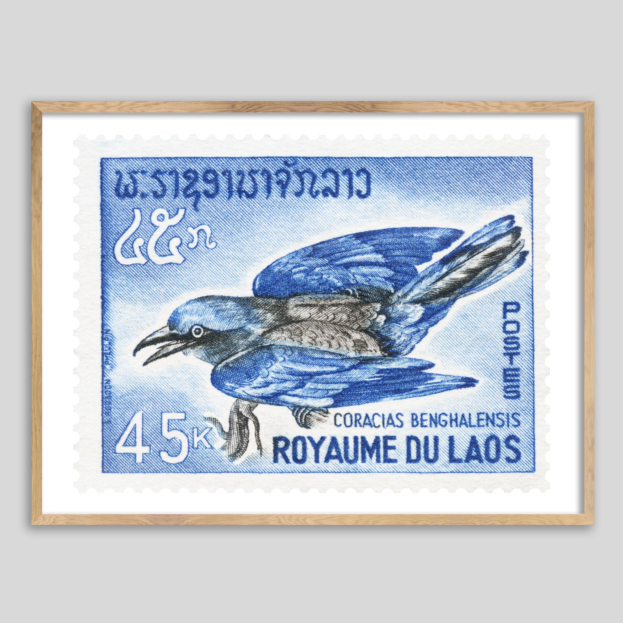 Laos Blue Bird Framed Print