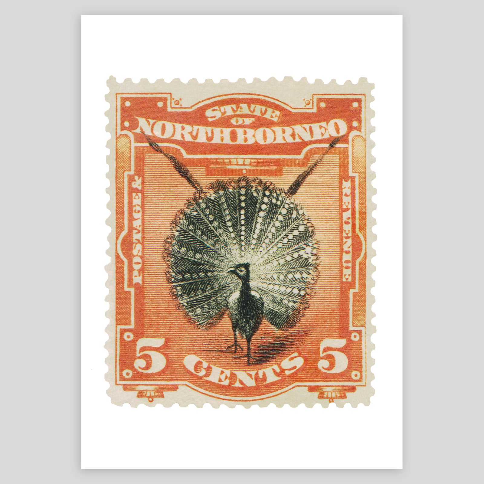 North Borneo Peacock Fine Art Print