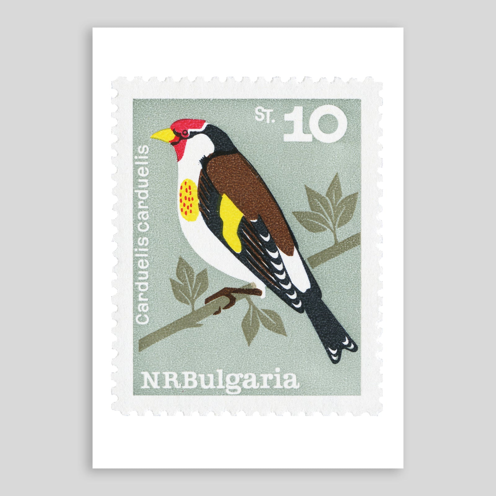 Bulgaria Carduelis Bird Fine Art Print