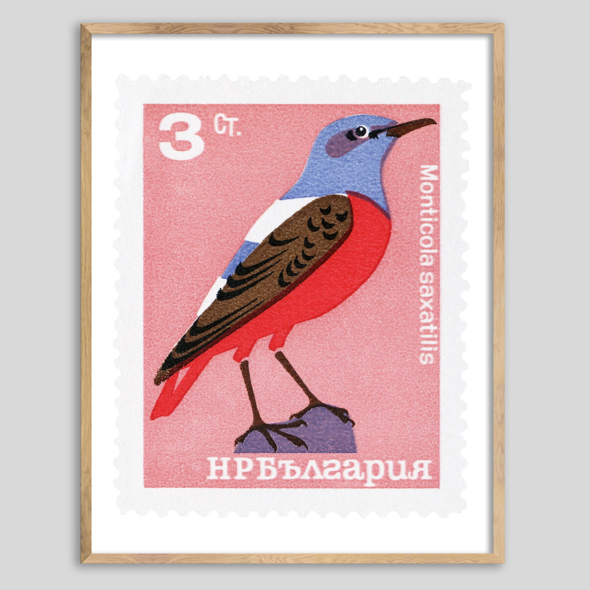 Bulgaria Monticola Bird Framed Print