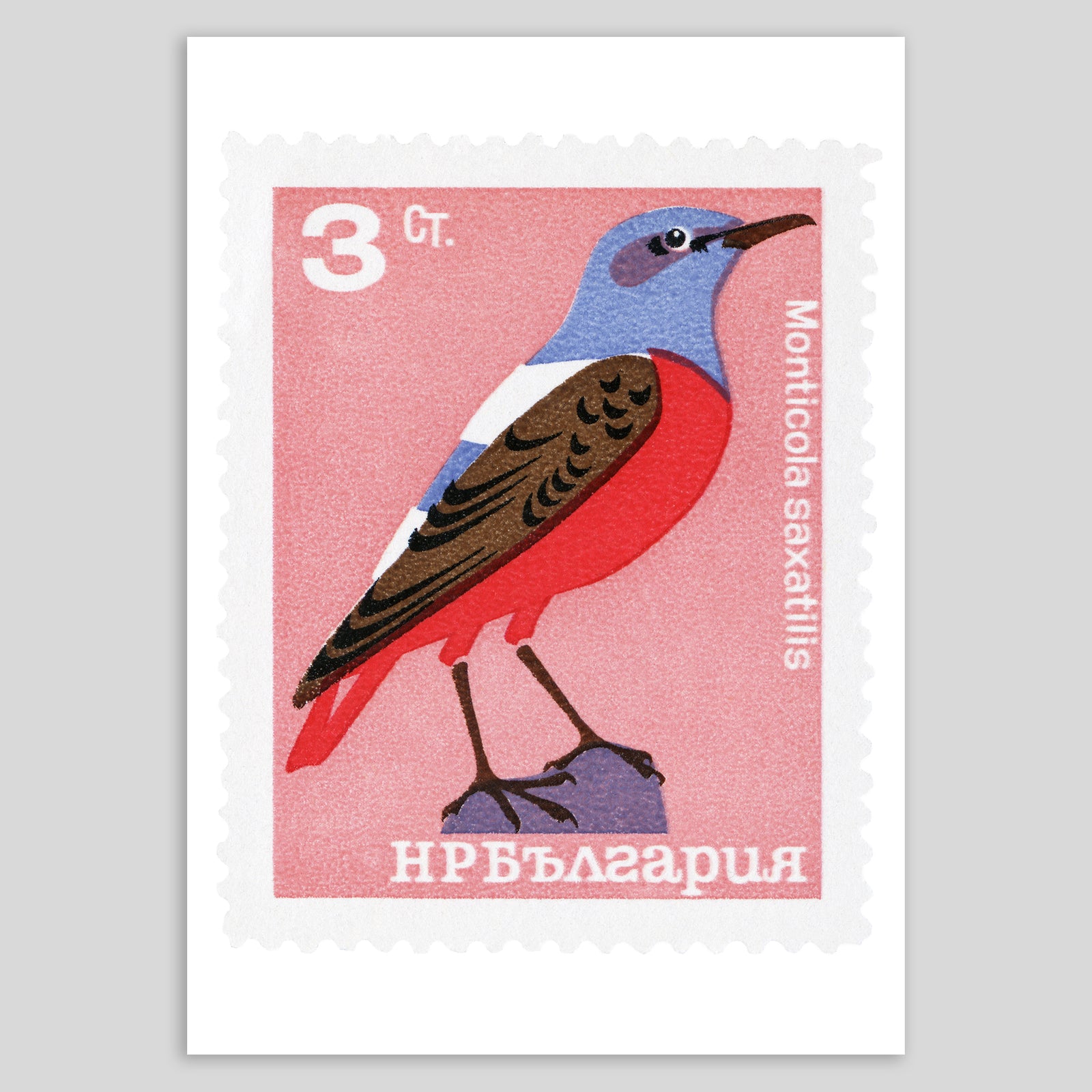 Bulgaria Monticola Bird Fine Art Print