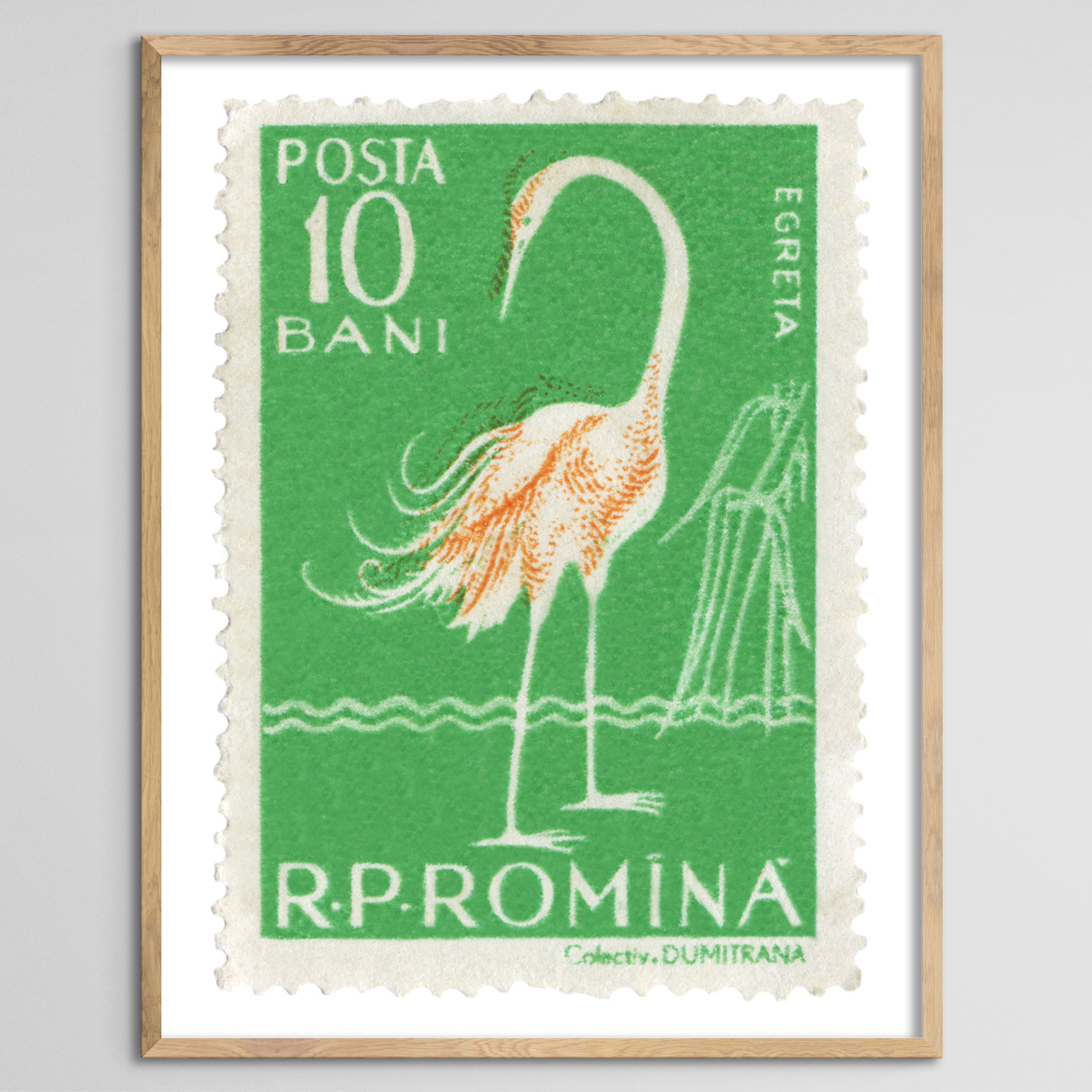 Romania Egret Framed Print