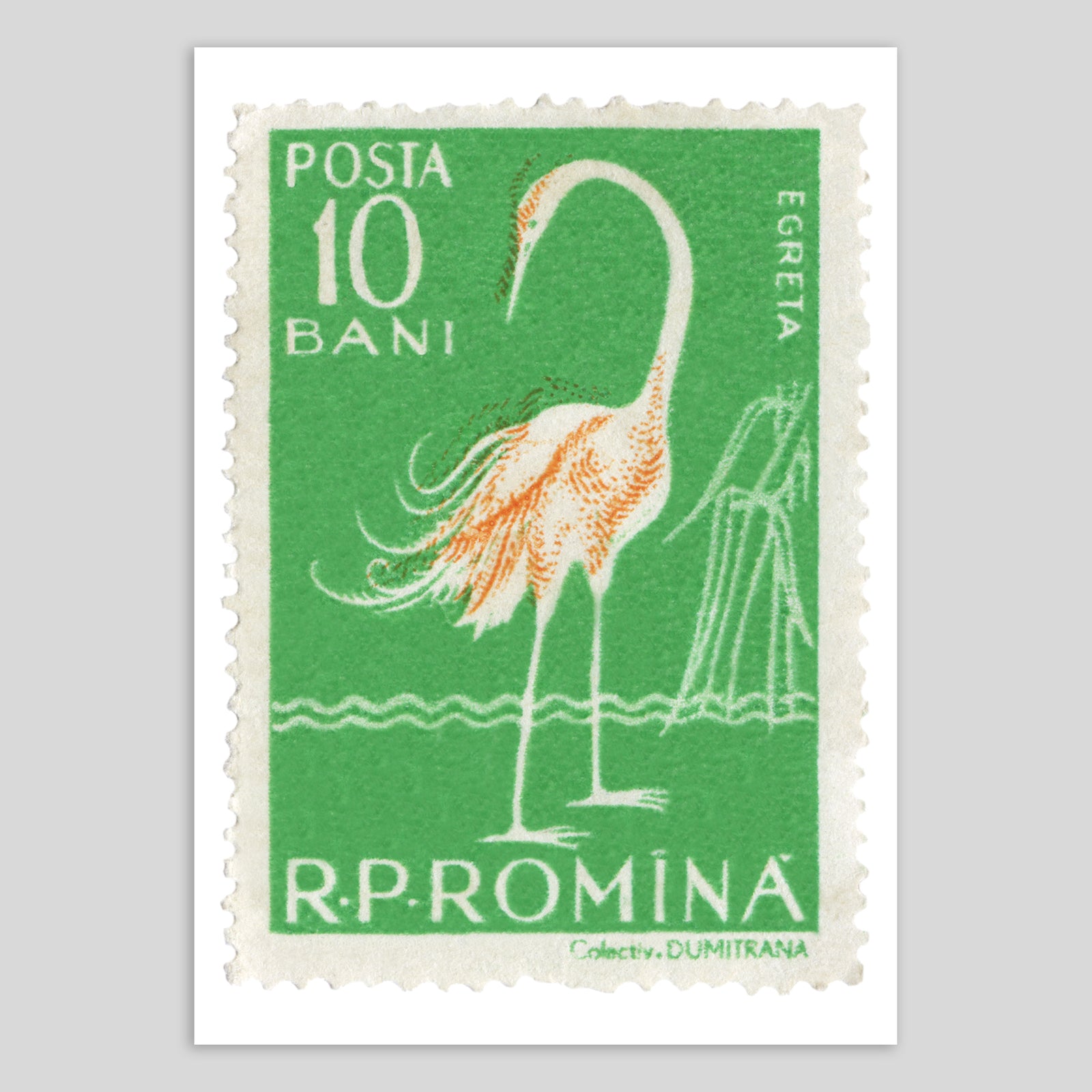 Romania Egret Fine Art Print