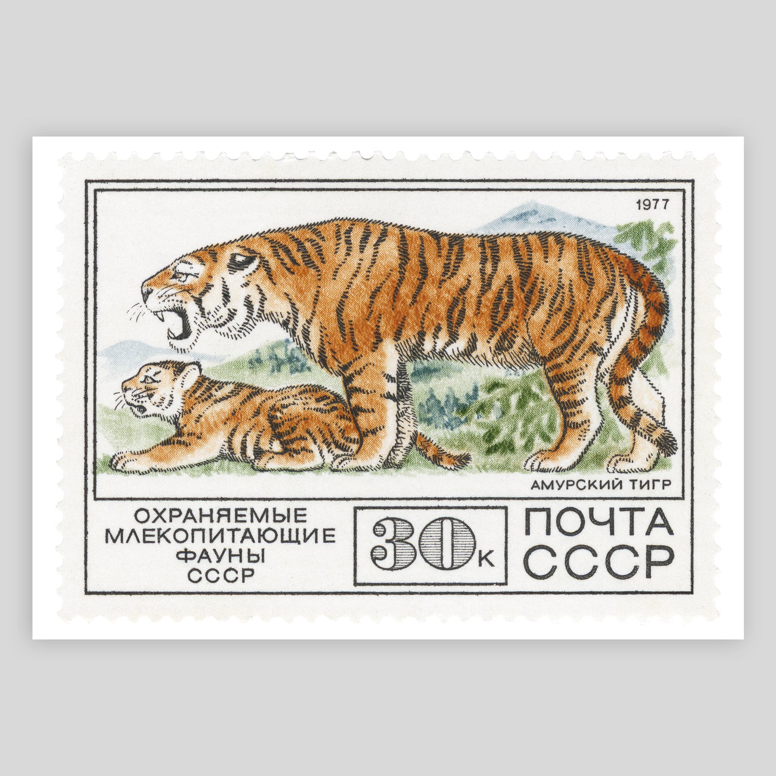 USSR Tigers Fine Art Print