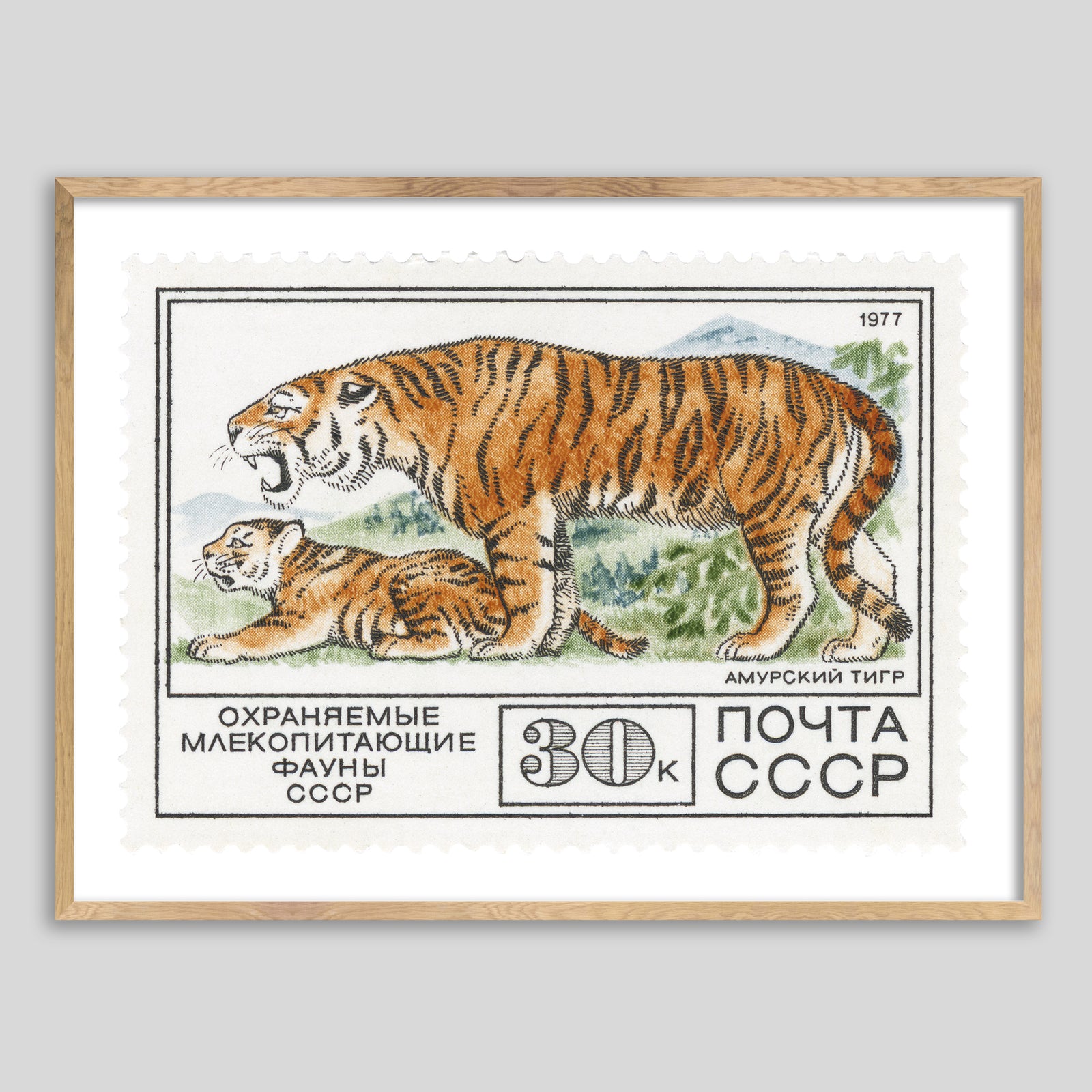 USSR Tigers Framed Print