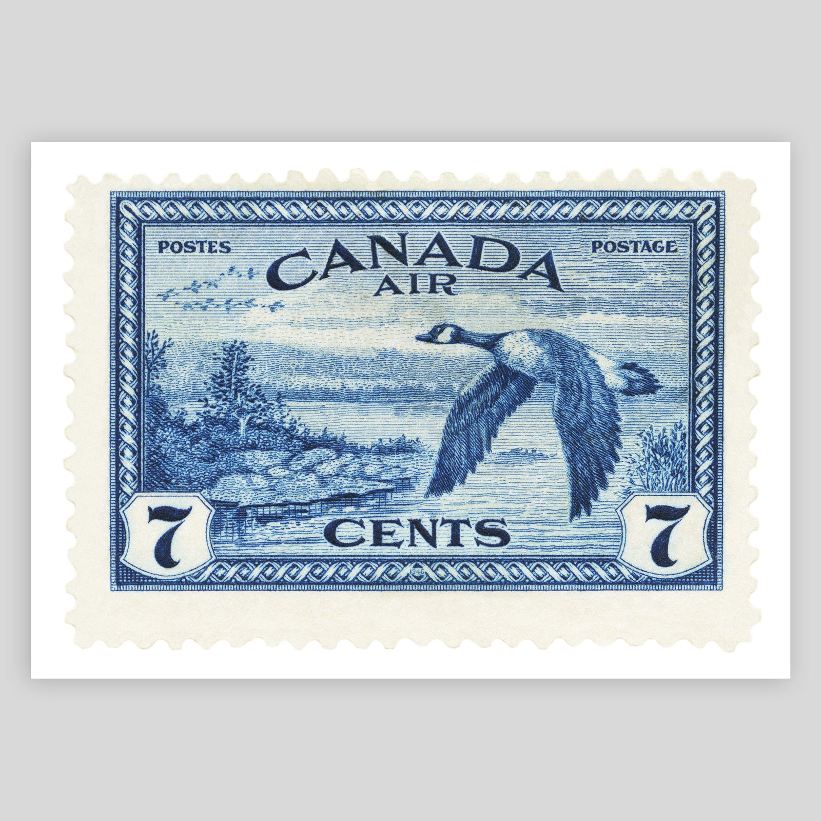 Canada Goose Fine Art Print