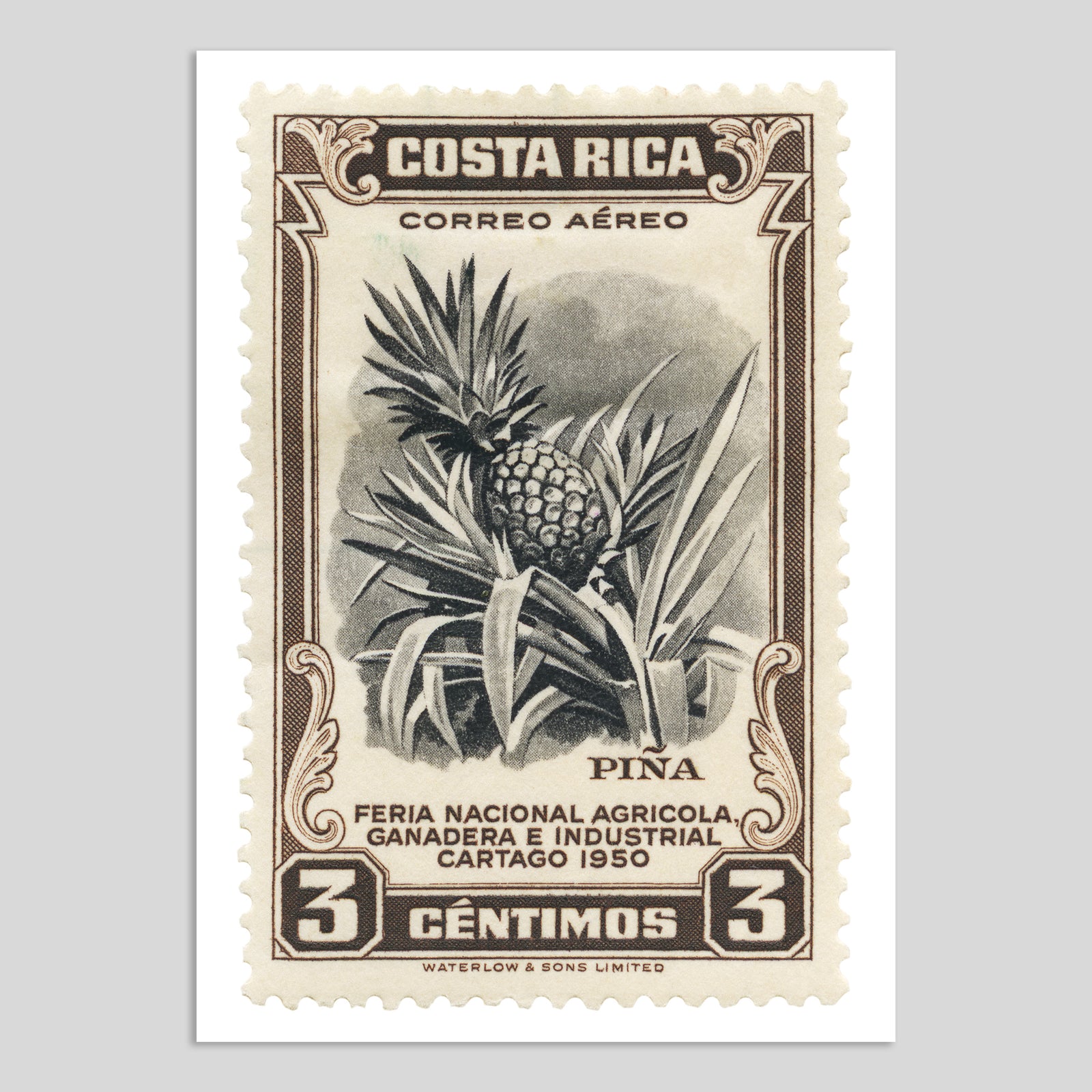 Costa Rica Pineapple Fine Art Print