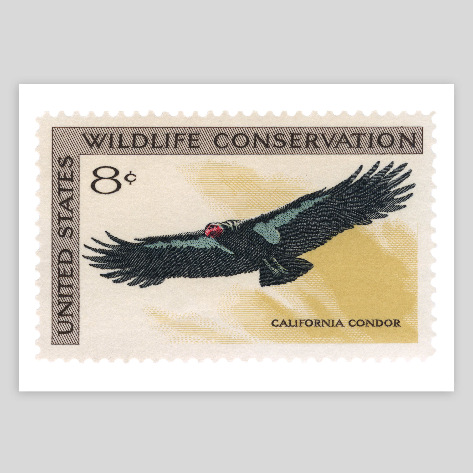 USA California Condor Hahnemühle Photo Rag Print