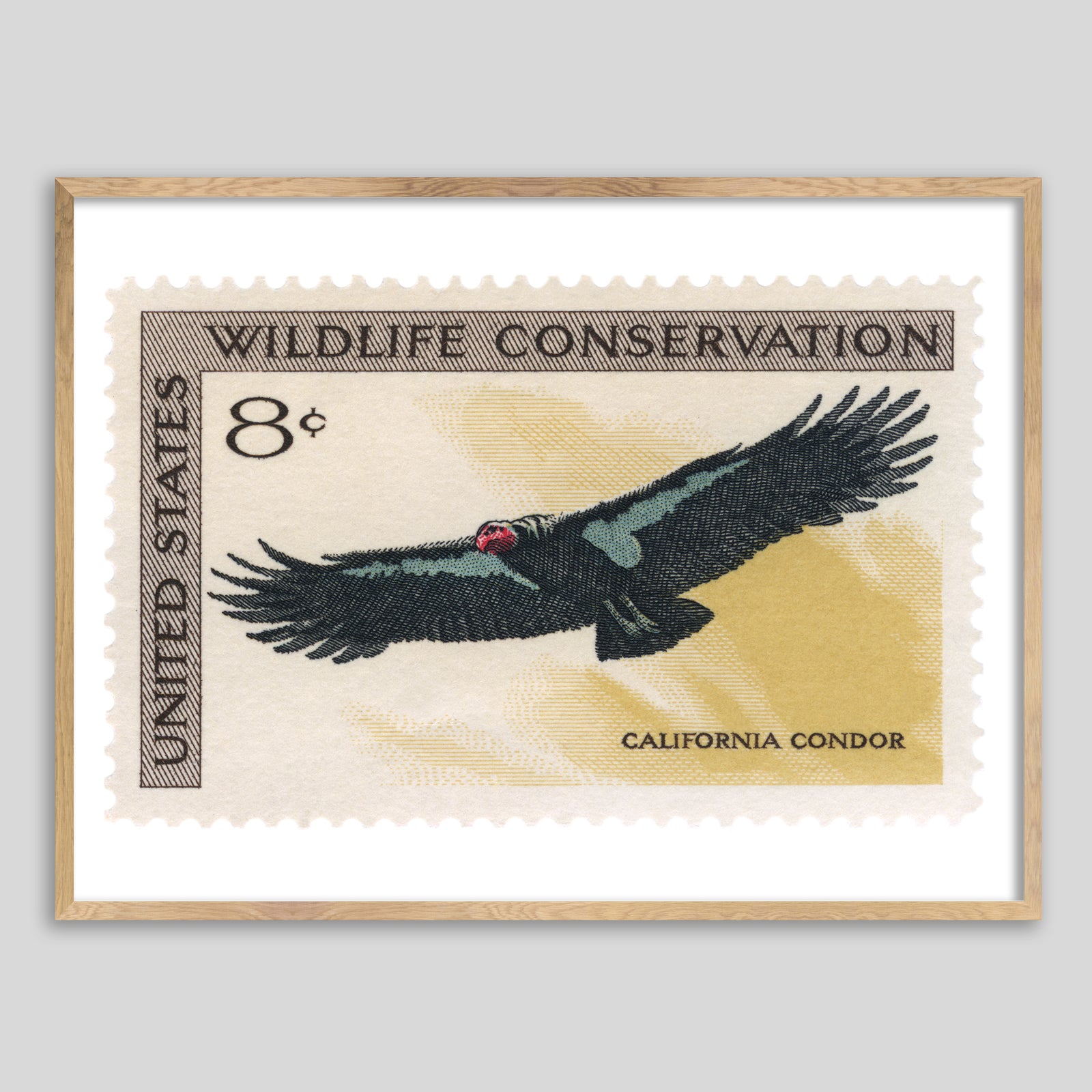 USA California Condor Framed Print
