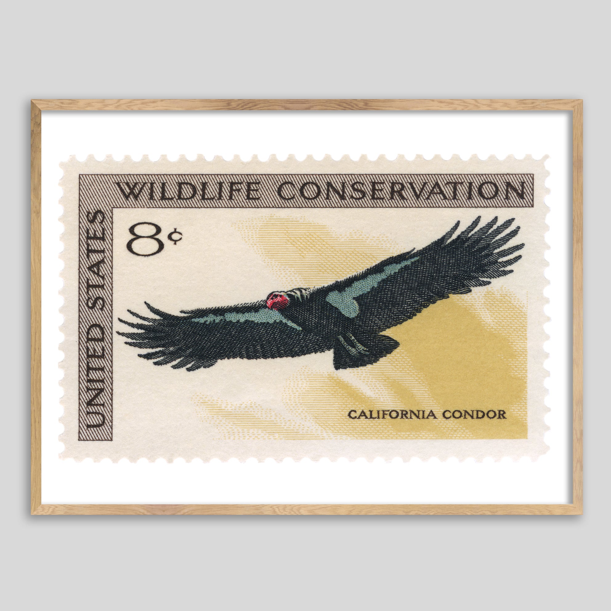 USA California Condor Framed Print