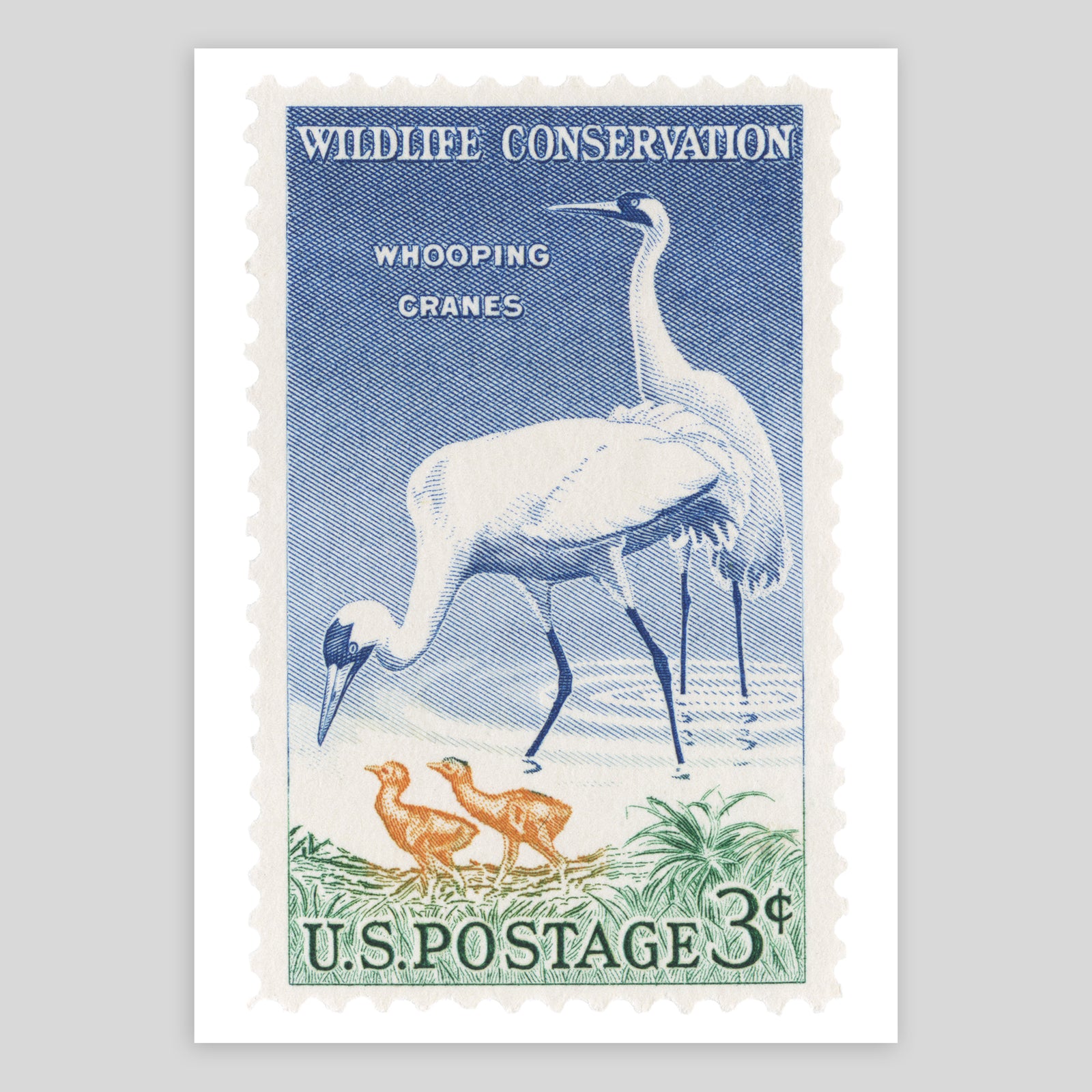 USA Whooping Cranes Fine Art Print