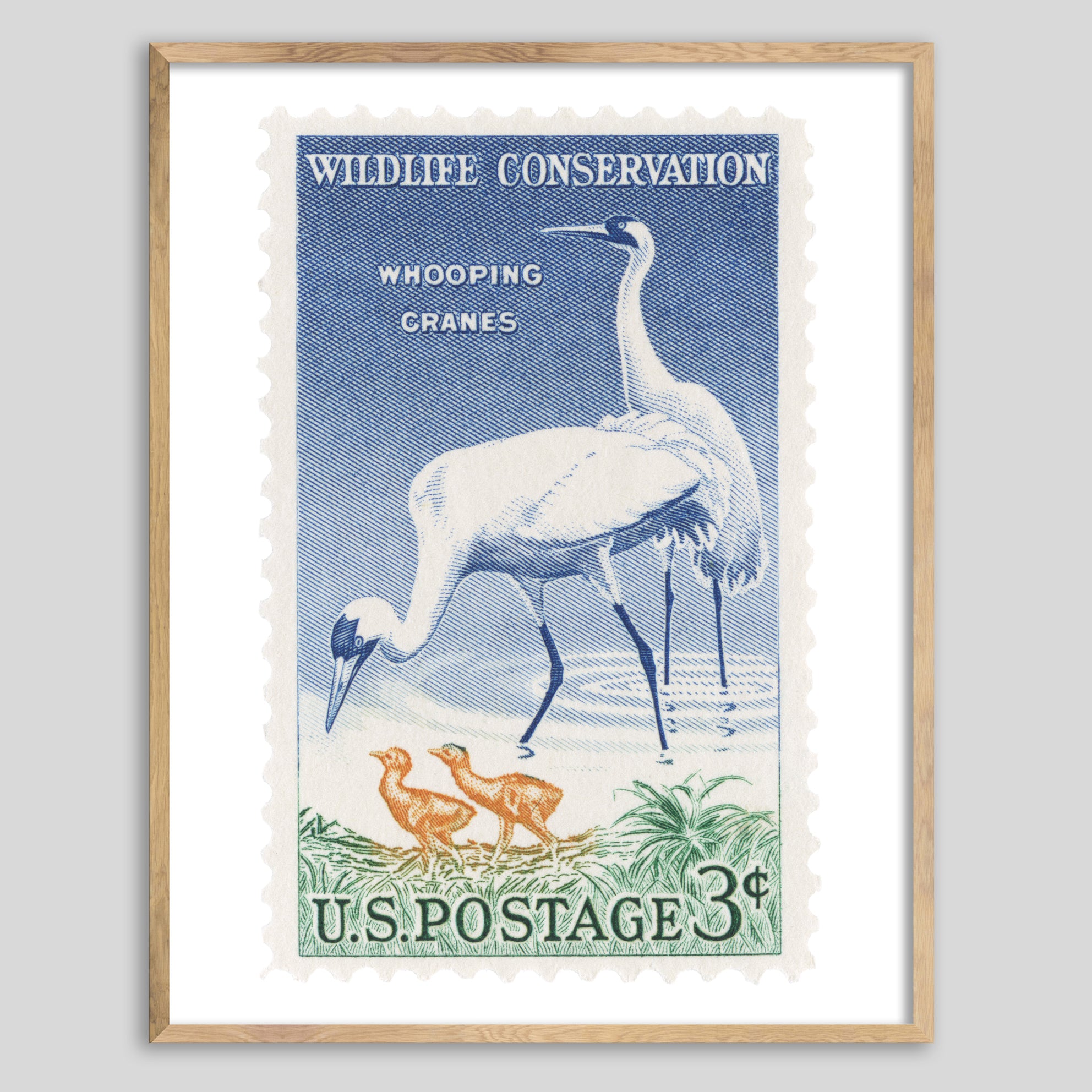 USA Whooping Cranes Framed Print