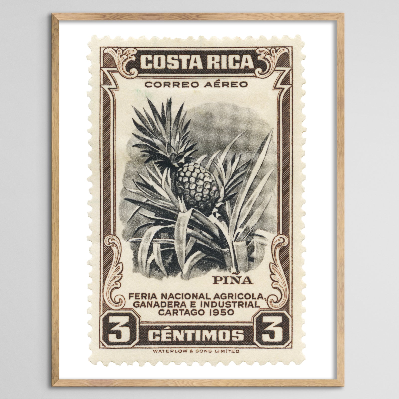 Costa Rica Pineapple Framed Print
