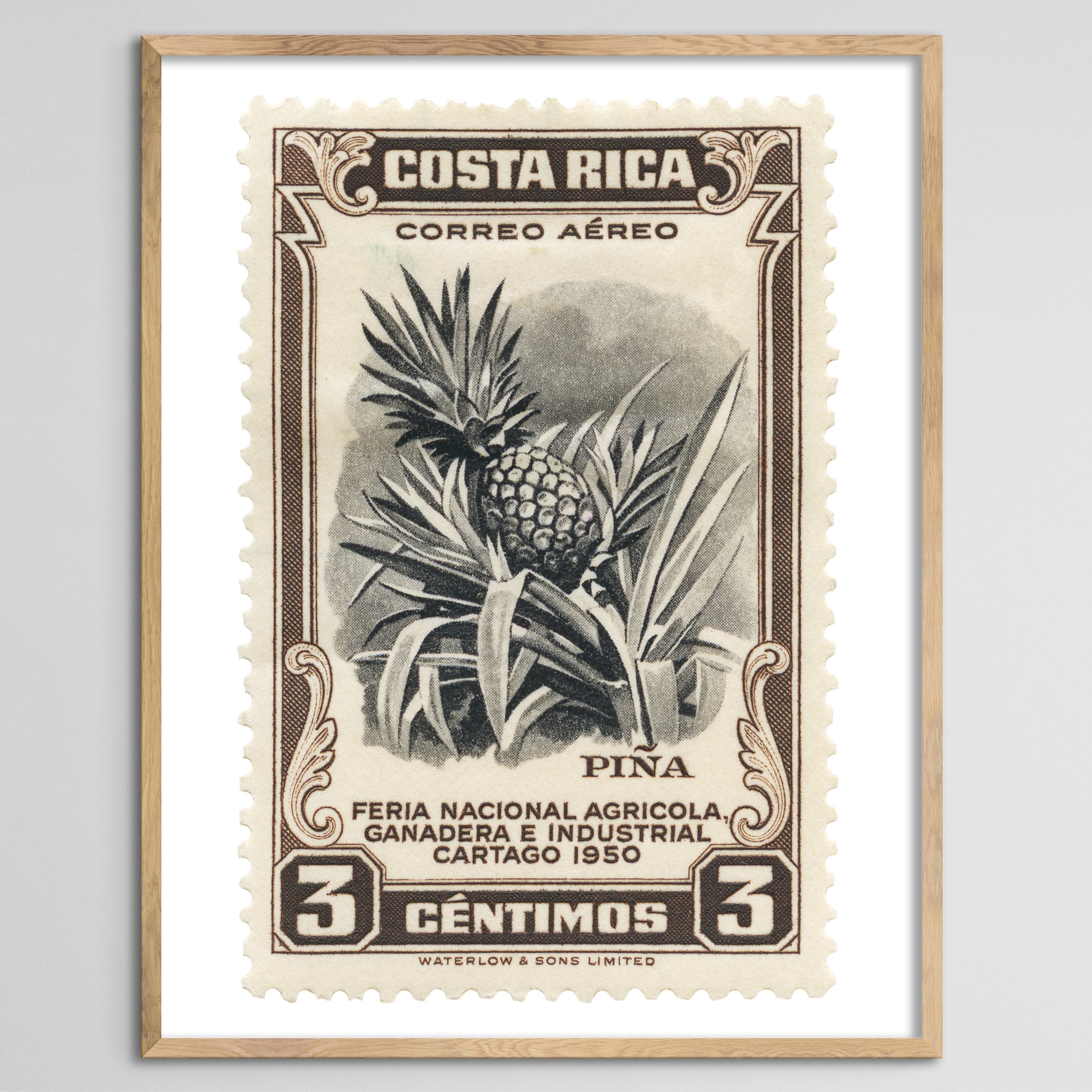 Costa Rica Pineapple Framed Print