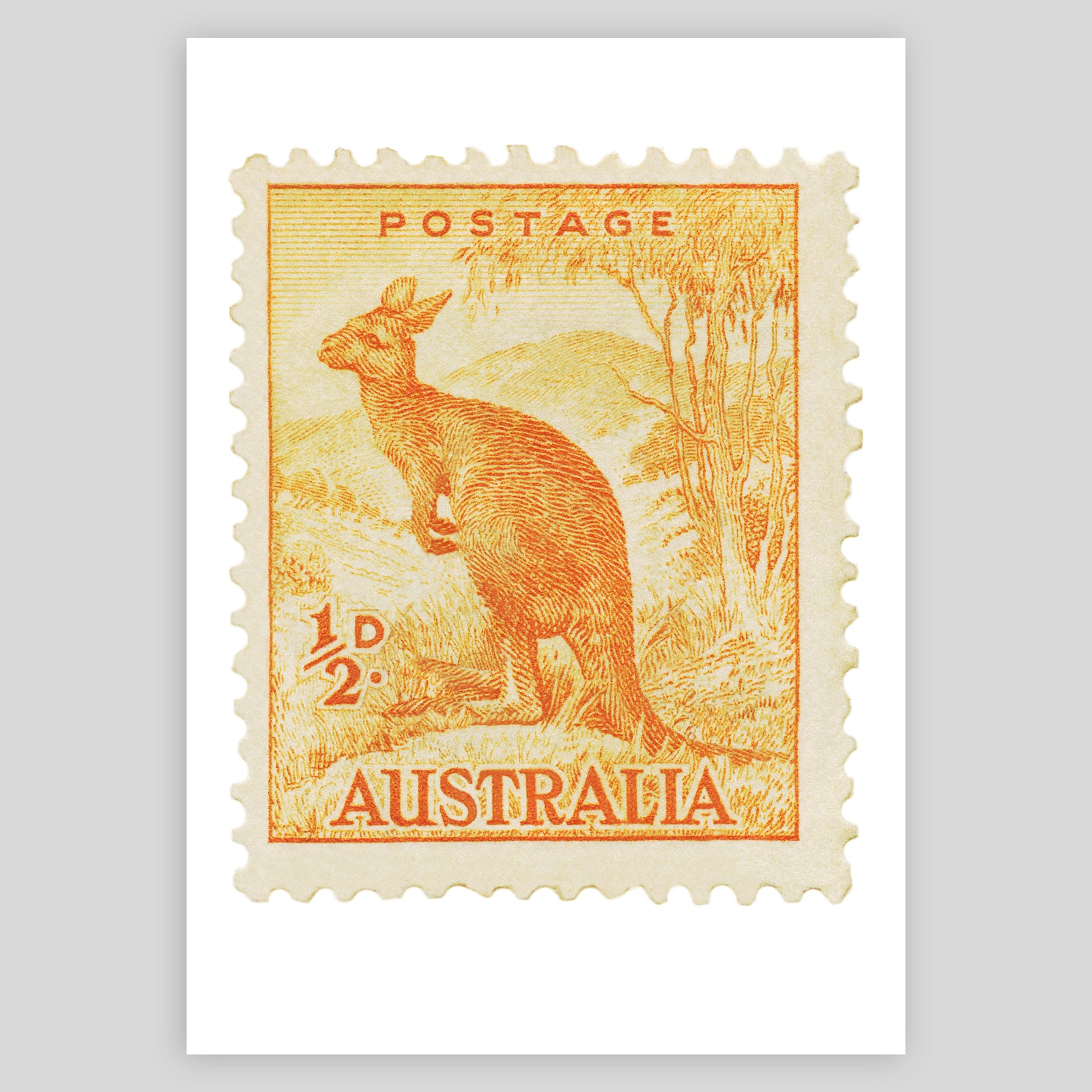 Australia Kangaroo Fine Art Print