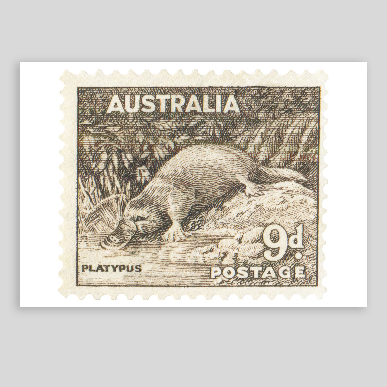 Australia Platypus Fine Art Print