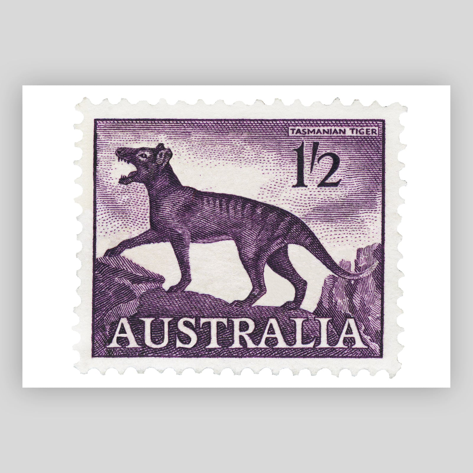Australia Tasmanian Tiger Fine Art Print