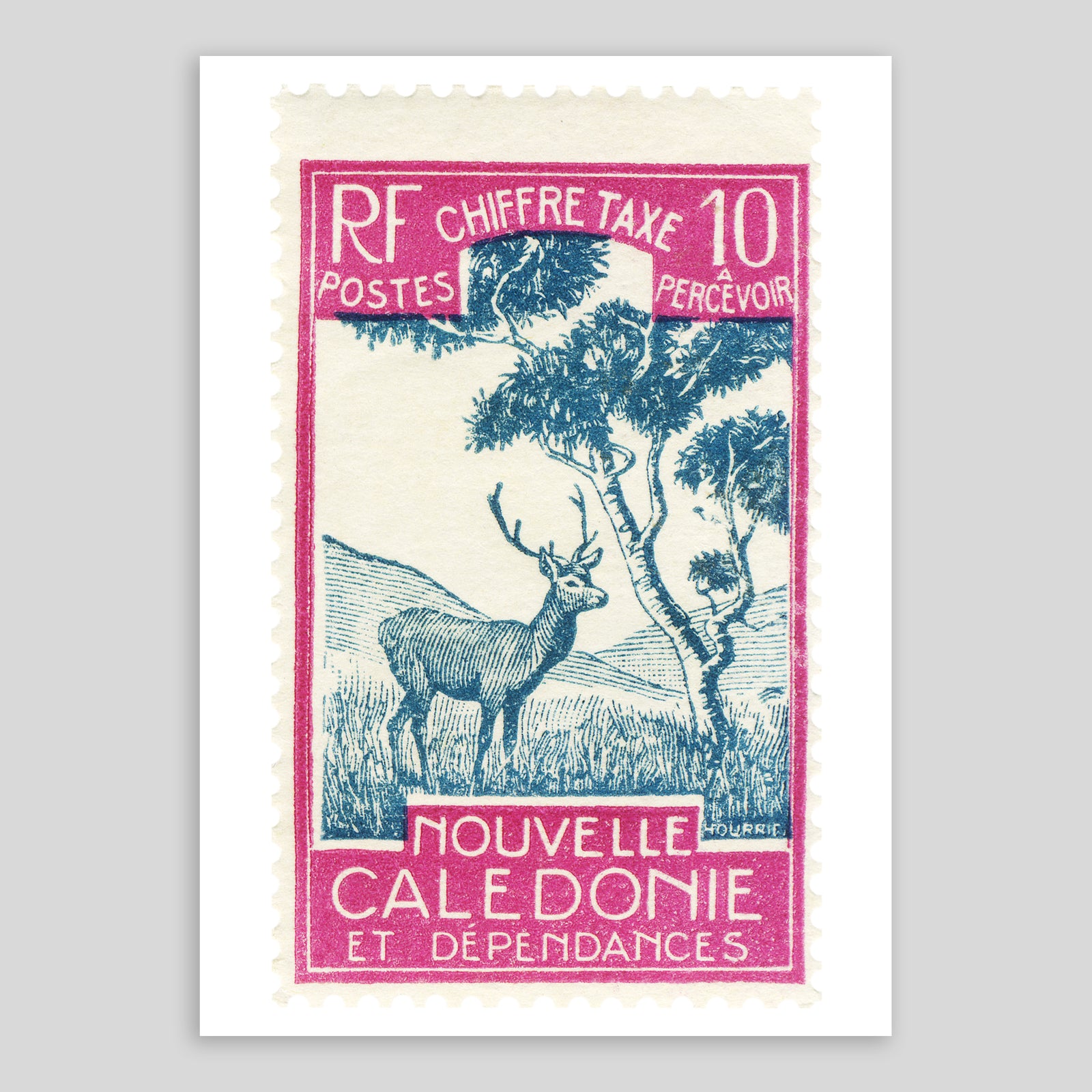 Nouvelle Caledonie Deer  Fine Art Print