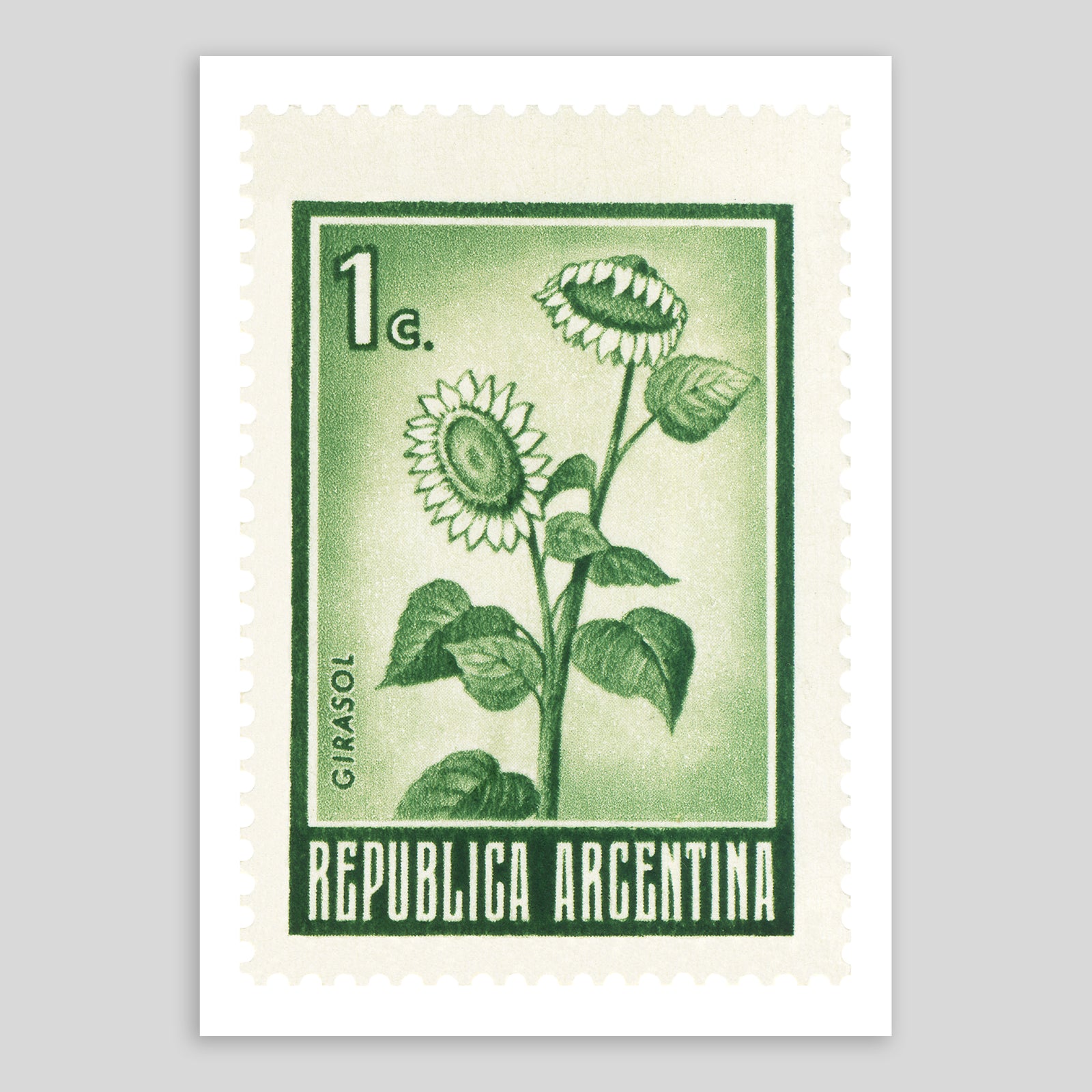 Argentina Sunflowers Fine Art Print