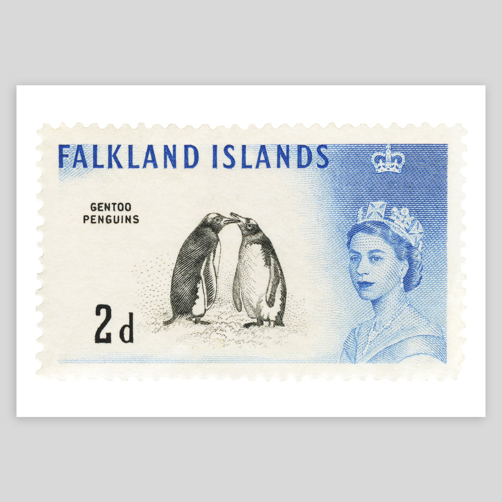 Falkland Islands Gentoo Penguin Fine Art Print