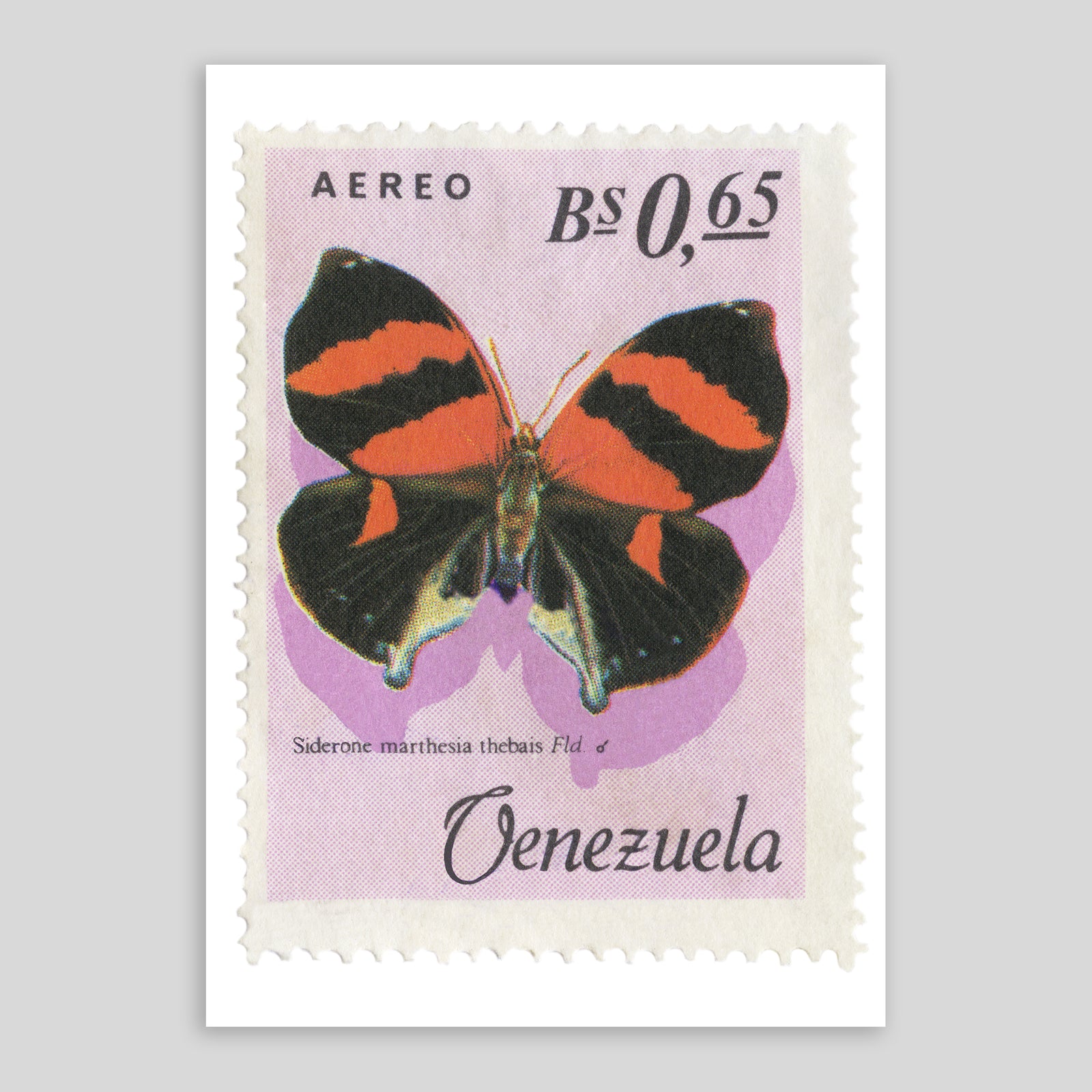 Venezuela Siderone Marthesia Butterfly Fine Art Print