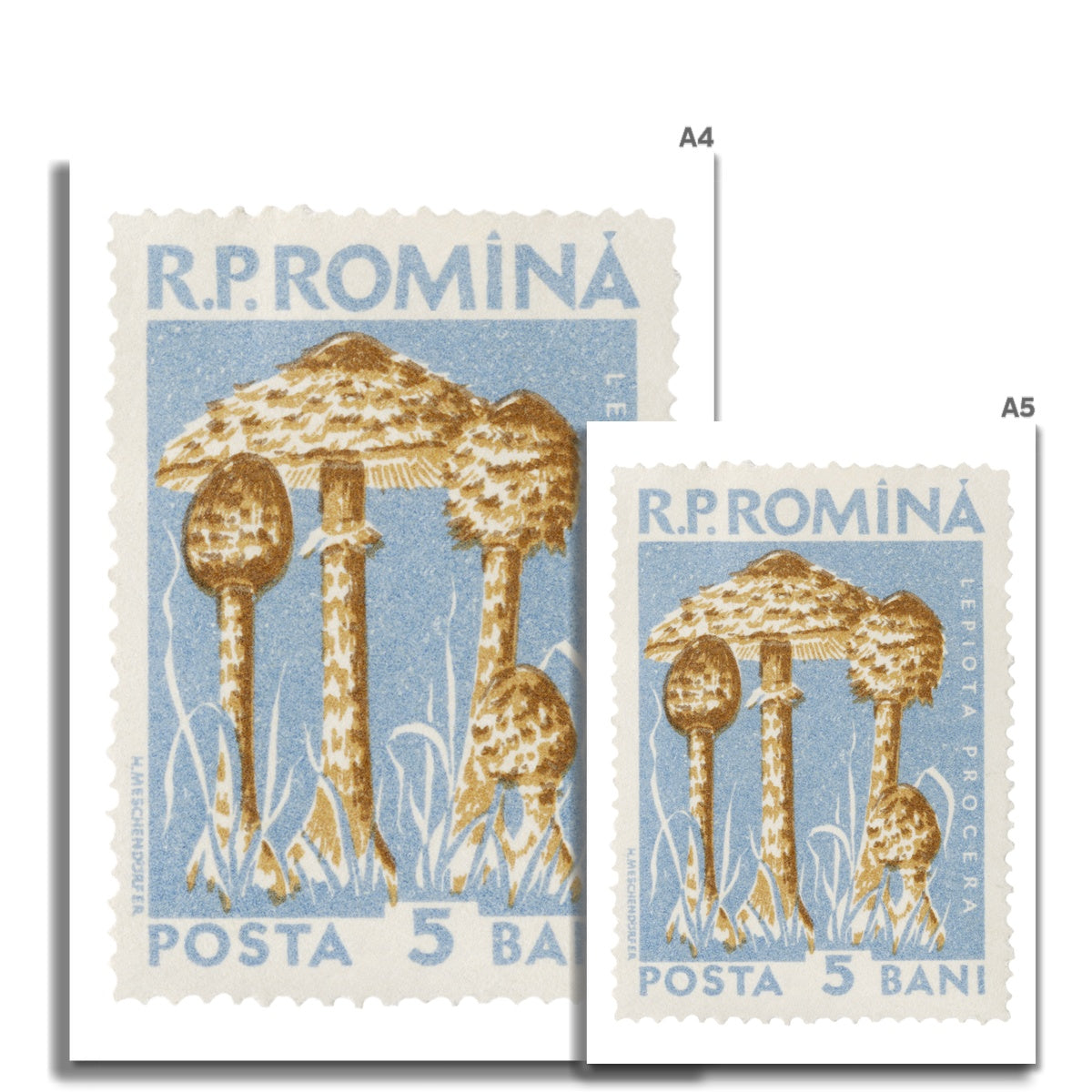 Romania Mushrooms Fine Art Print